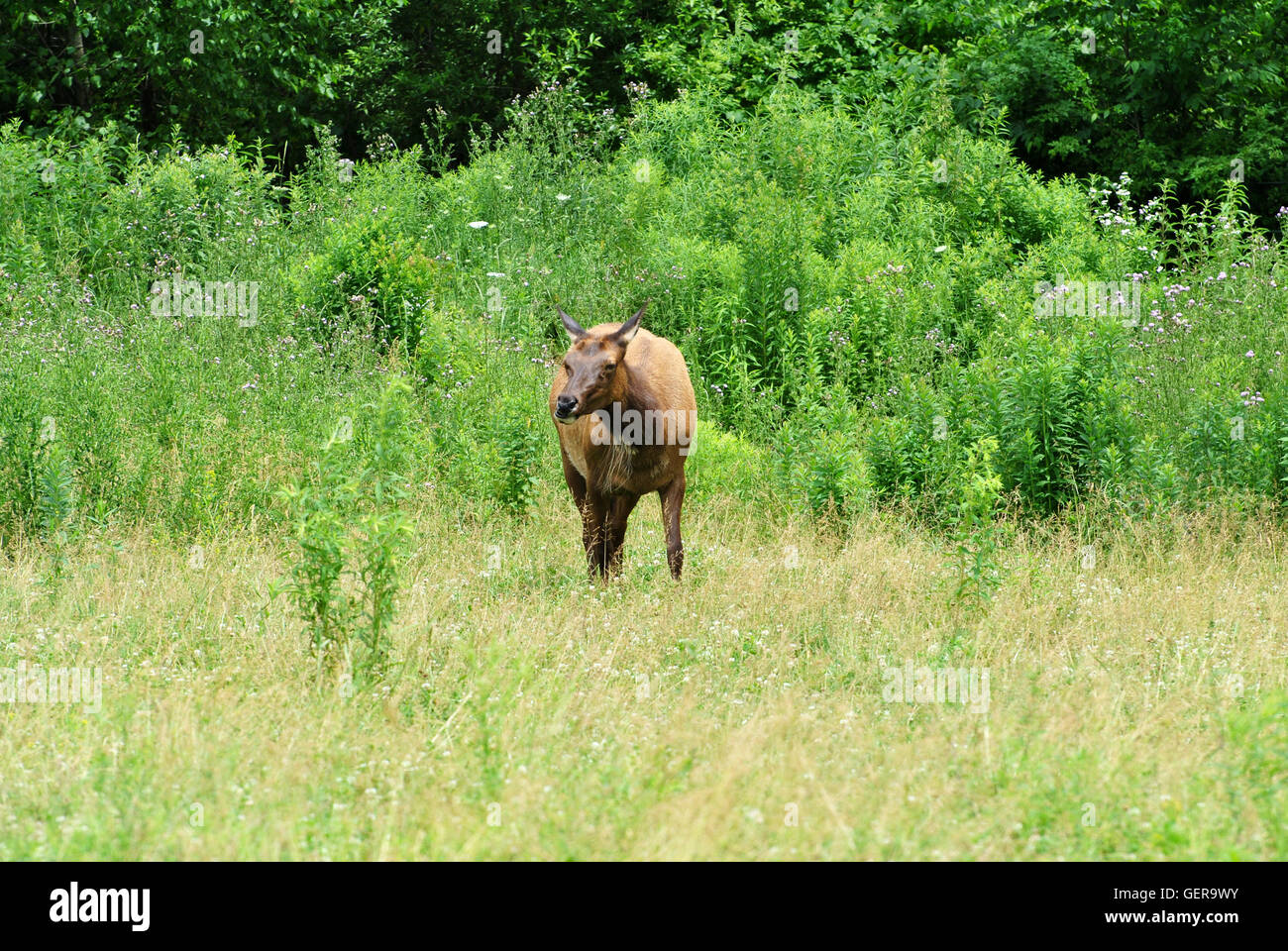 Female American Elk at a Wildlife Sanctuary Stock Photo - Alamy