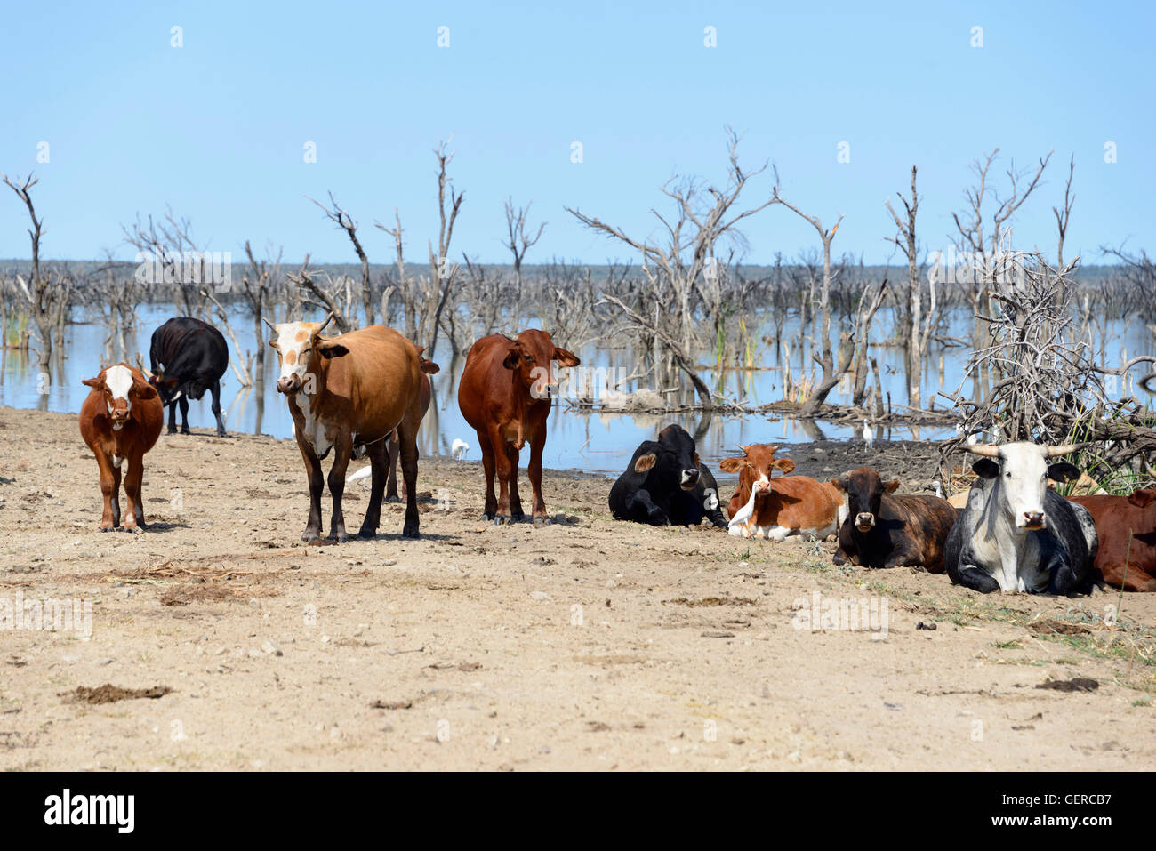 Domestic Cattle, cows at Lake Ngami, Botswana Stock Photo