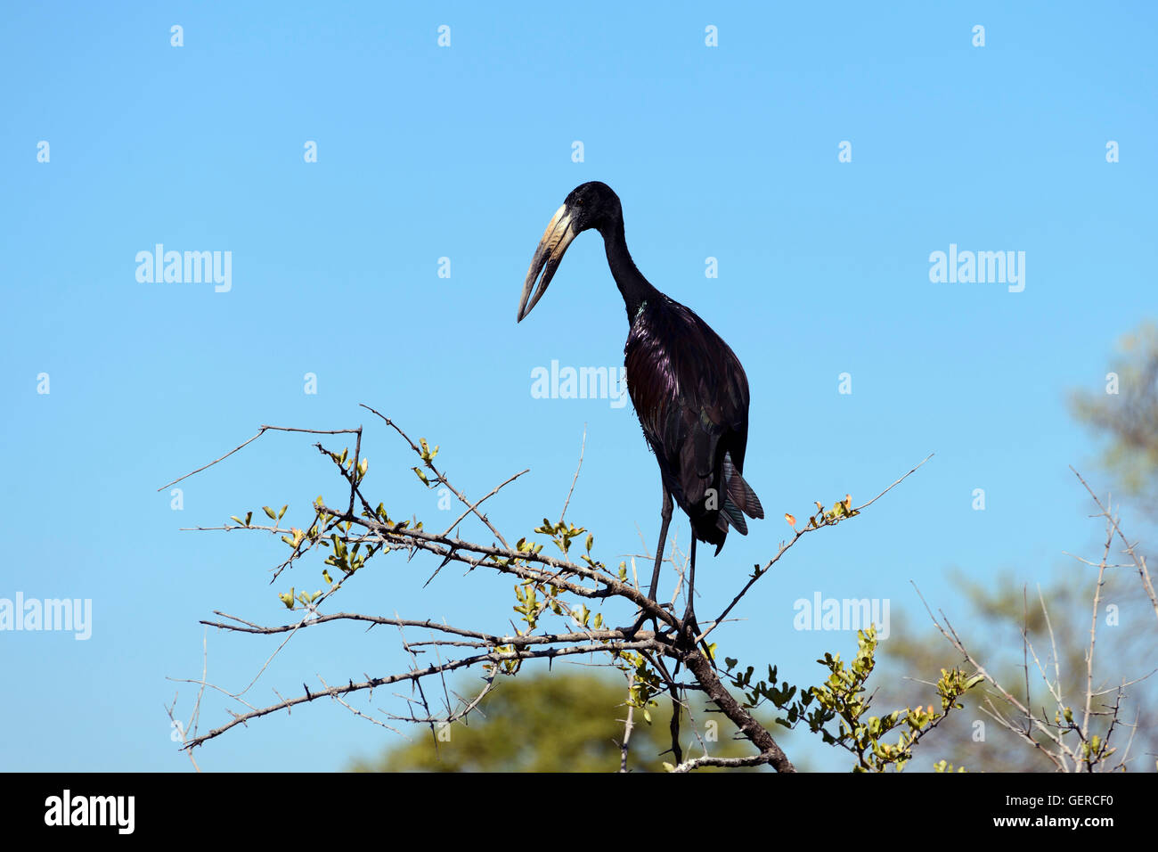 Open-billed Stork, Northwest of Botswana, (Anastomus lamelligerus) Stock Photo