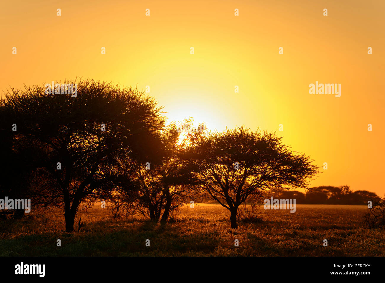 Sunrise, Deception Valley, Central Kalahari Game Reserve, Botswana Stock Photo