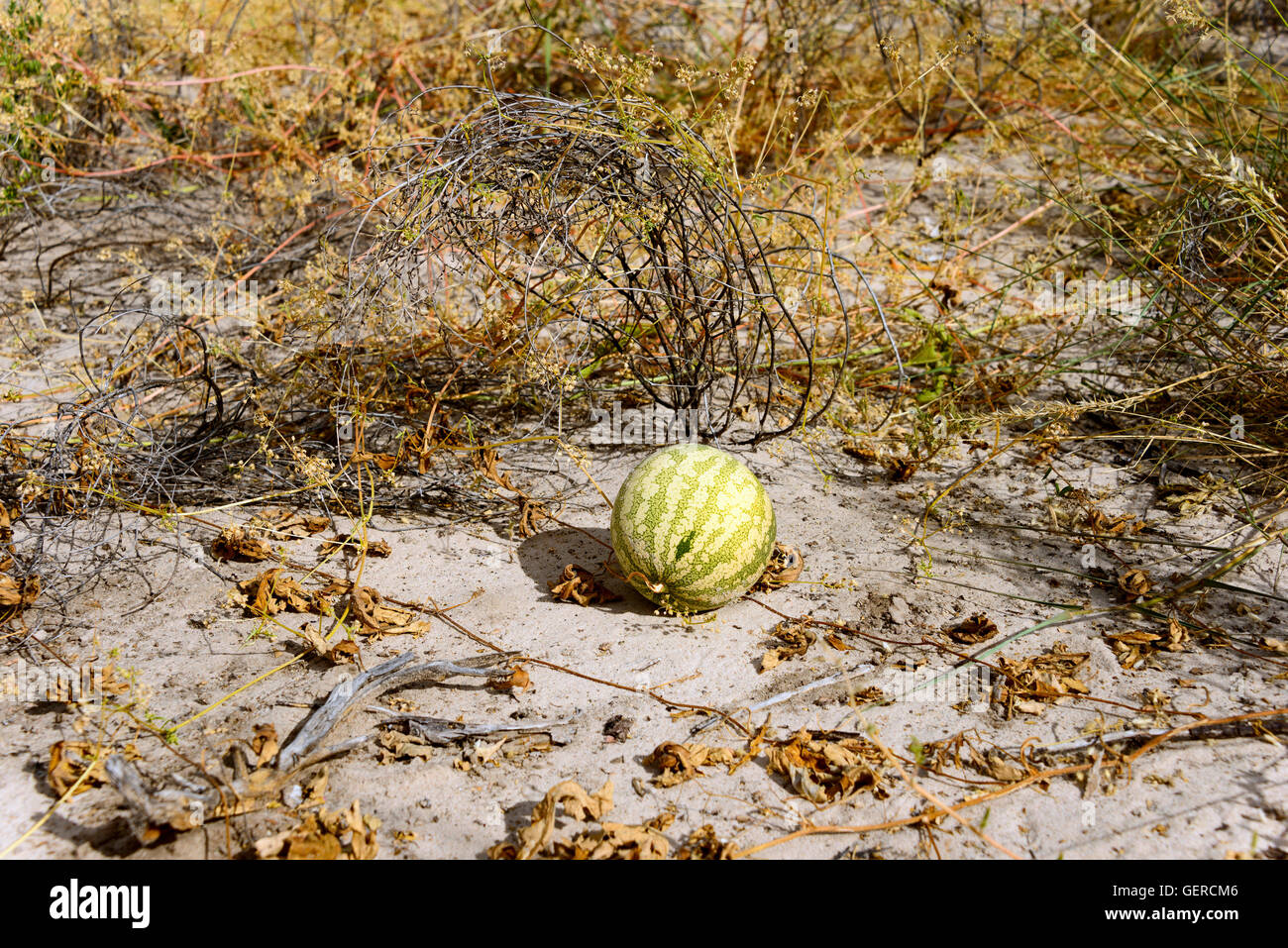Tsamma, Central Kalahari Game Reserve, Botswana, (Citrullus lanatus) Stock Photo