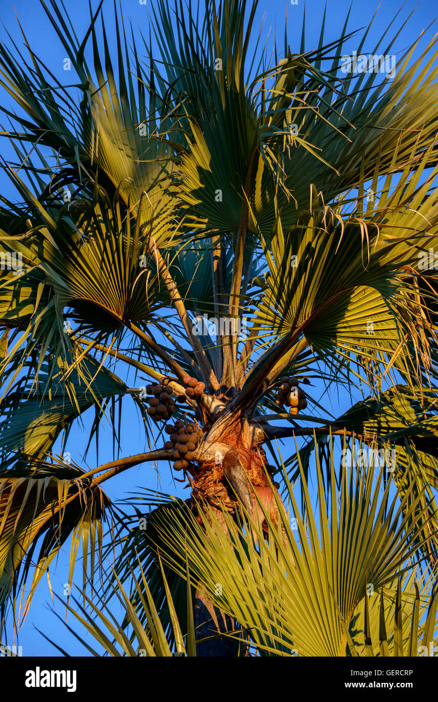 Real Fan Palm, Nata, Botswana, (Hyphaene petersiana) Stock Photo