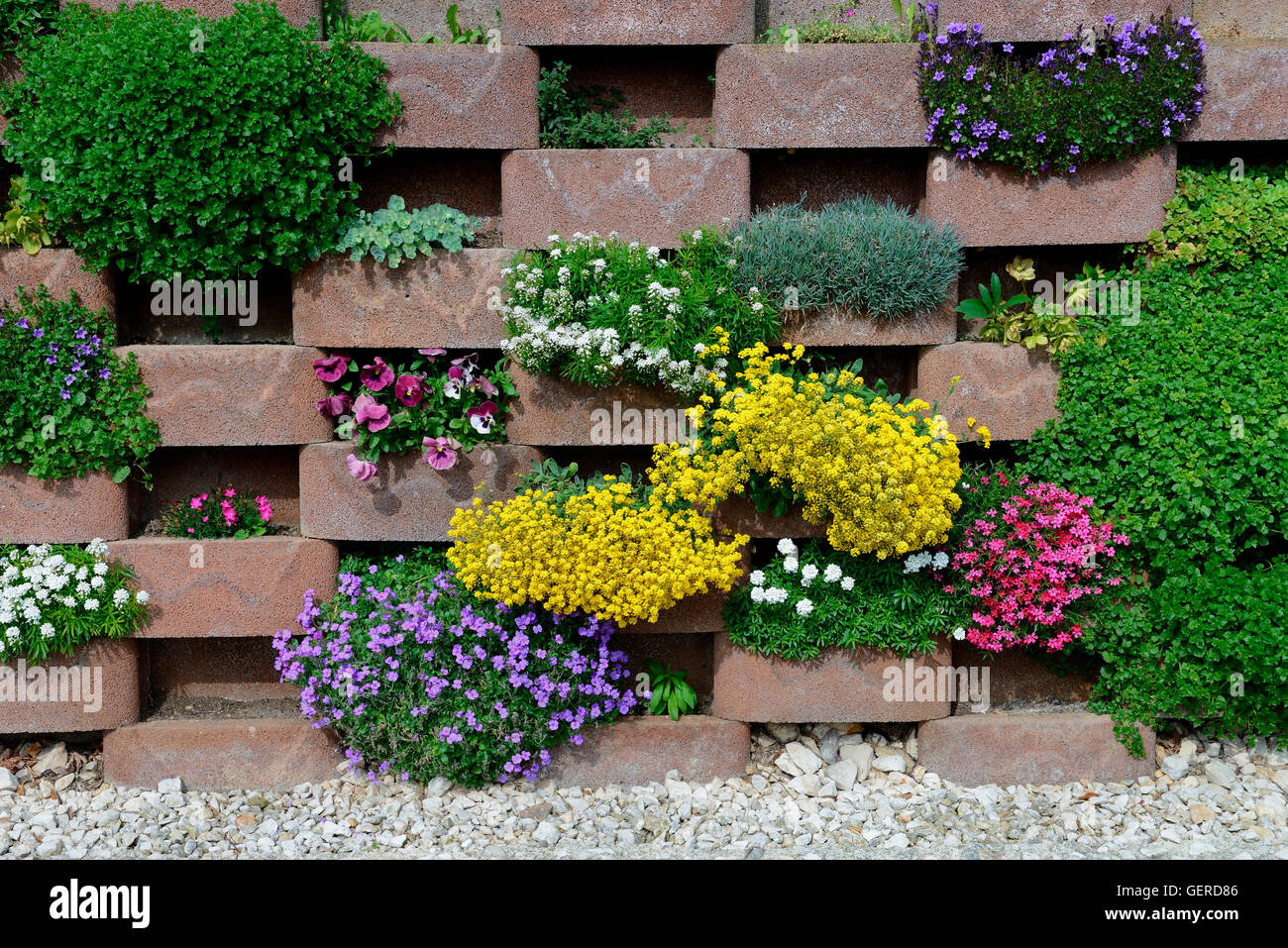 50+ Pflanze Für Mauer, Das zeichnet die pflanzen aus und so finden