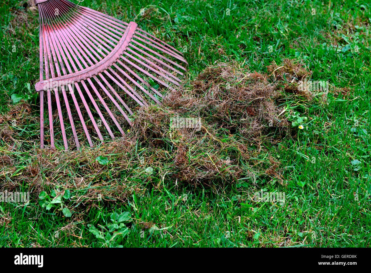 Removing dead moss and grass hires stock photography and images Alamy