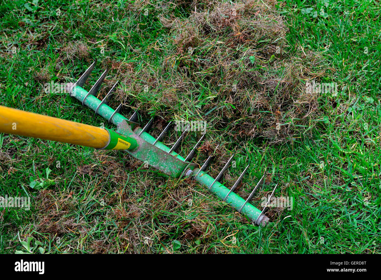 removing dead moss and grass, thatching the lawn Stock Photo Alamy