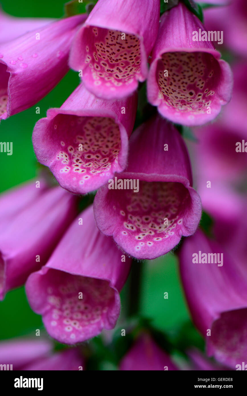 Roter Fingerhut, Digitalis purpurea Stock Photo