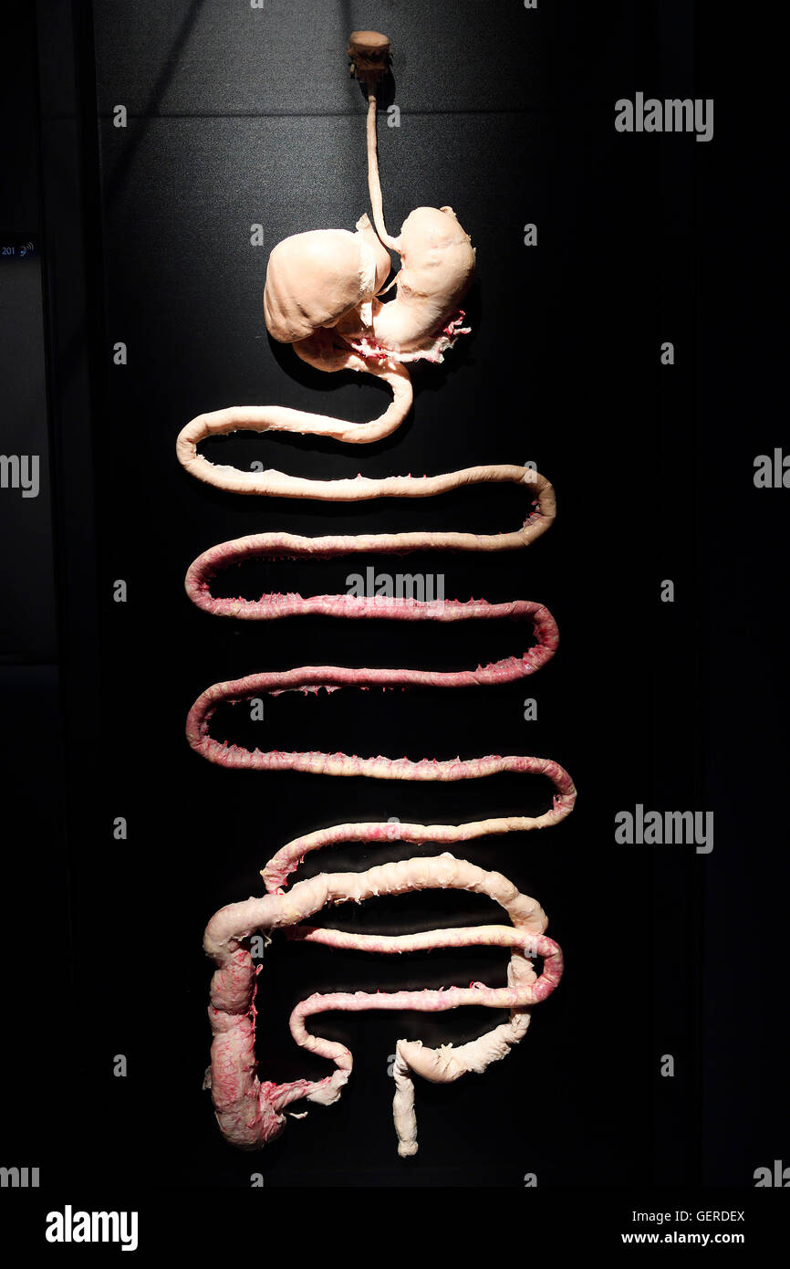 Plastinat, menschlicher Verdauungstrakt, Dr. Gunter von Hagens, MeMu, Menschen Museum, Berlin, Deutschland Stock Photo