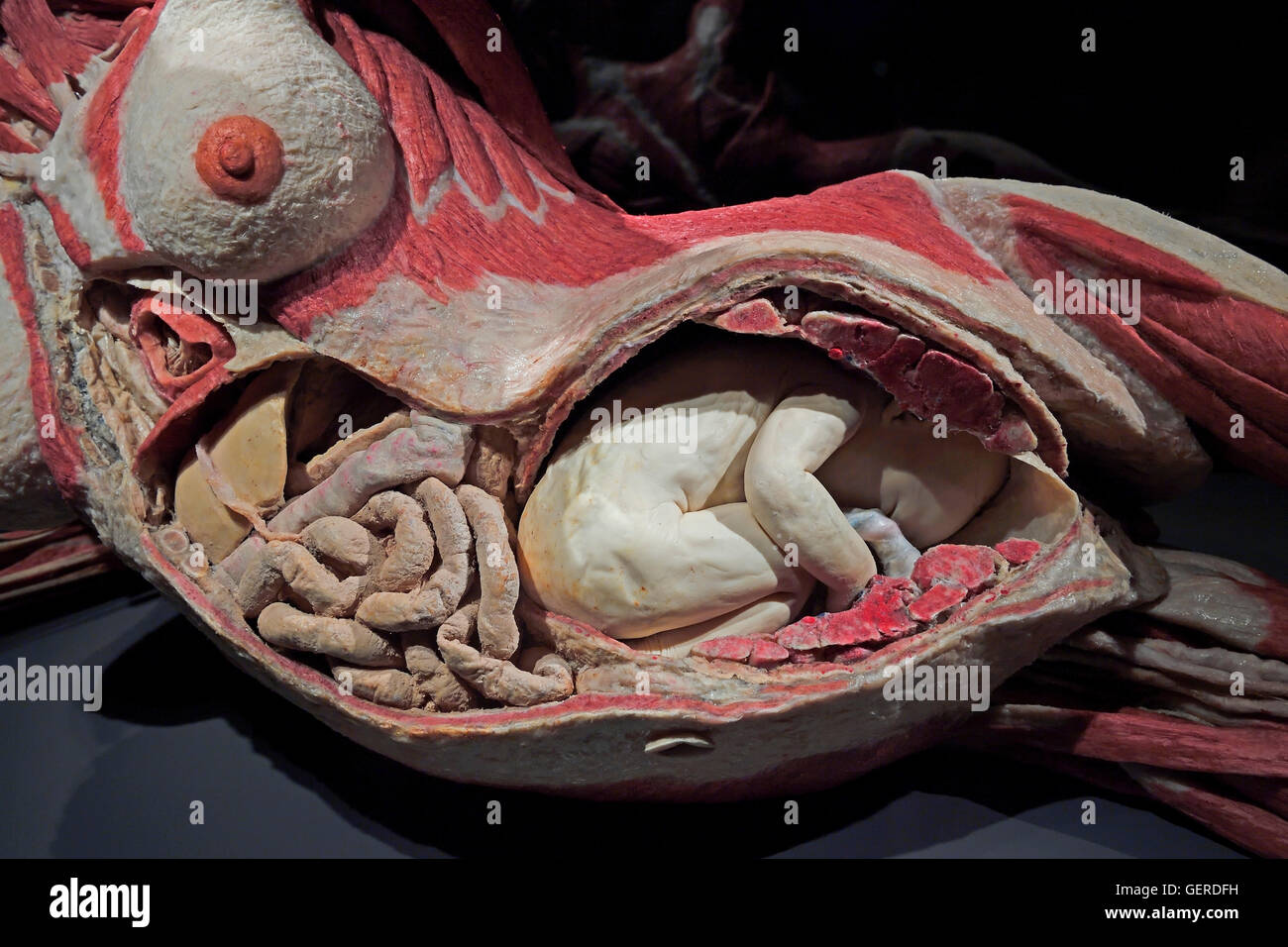 Plastinat, schwangere Frau, 8. Monat, Dr. Gunter von Hagens, MeMu, Menschen Museum, Berlin, Deutschland Stock Photo