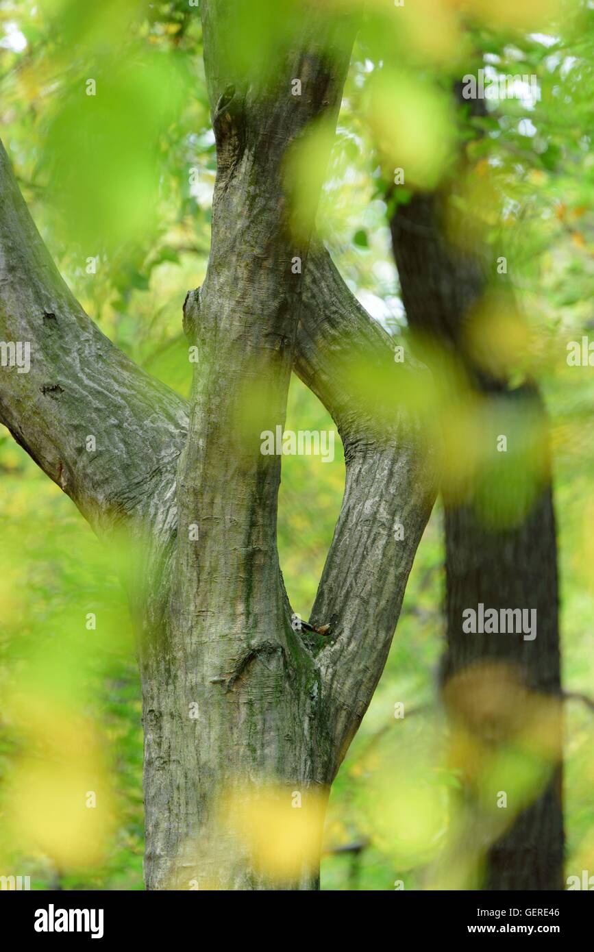Herbstlicher Baum, Sachsen-Anhalt, Deutschland Stock Photo