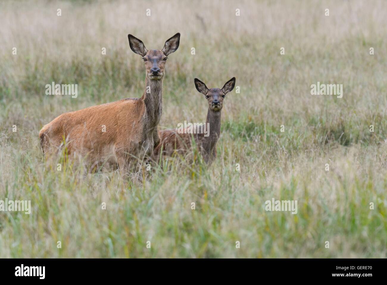 Rothirsch, Weibchen und Jungtier, Daenemark (Cervus elaphus) Stock Photo