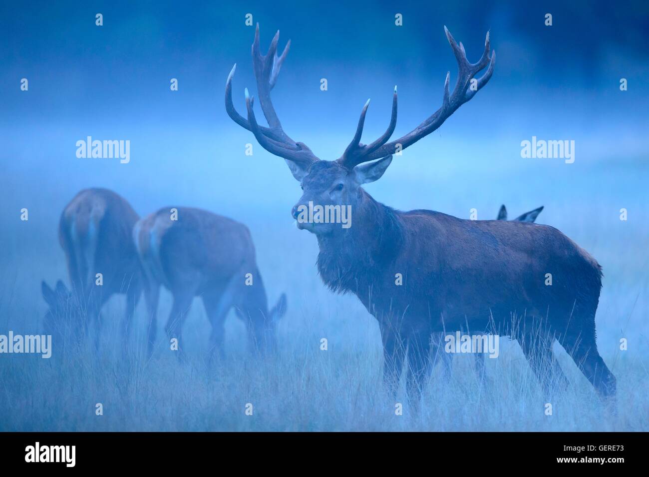 Rothirsche, Daenemark (Cervus elaphus) Stock Photo
