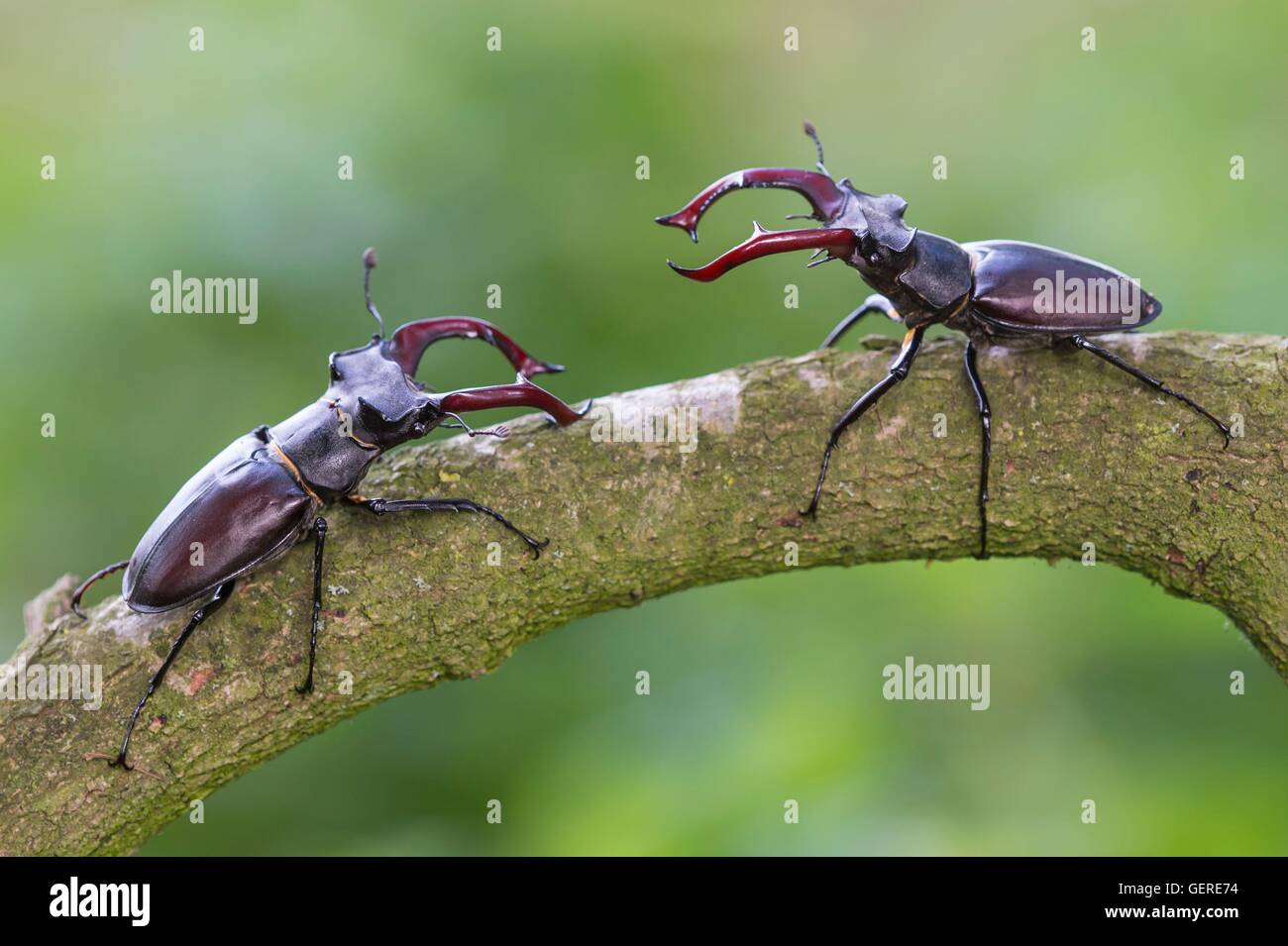 Hirschkaefer, Niedersachsen, Deutschland (Lucanus cervus) Stock Photo