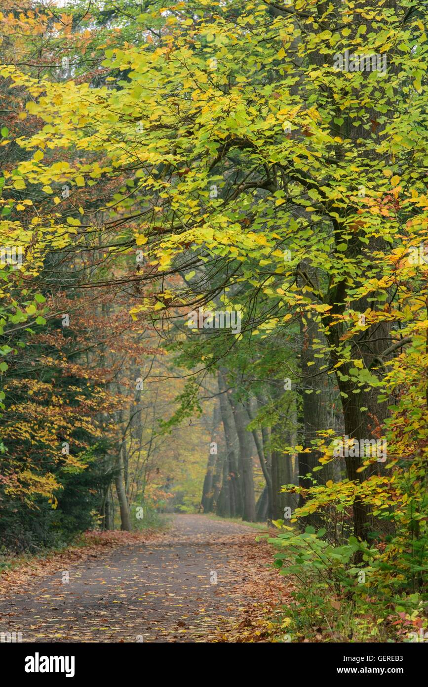 Fuechteler Wald bei Gut Welpe, Vechta, Niedersachsen, Deutschland, Füchteler Wald Stock Photo