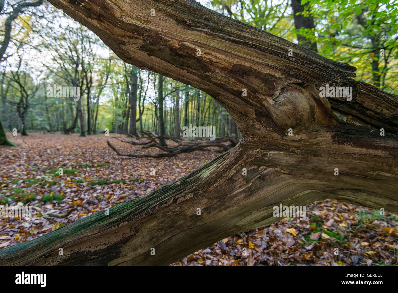 Urwald Baumweg, Ahlhorn, Niedersachsen, Deutschland Stock Photo