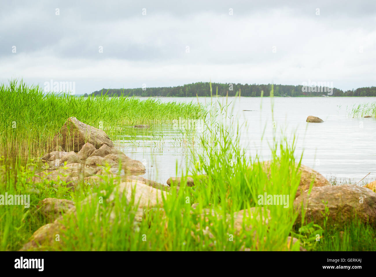 Green bulrush in a quiet Bay of the Finnish Gulf. Area for summer camping in the woods. Hamina, Finland, Suomi Stock Photo