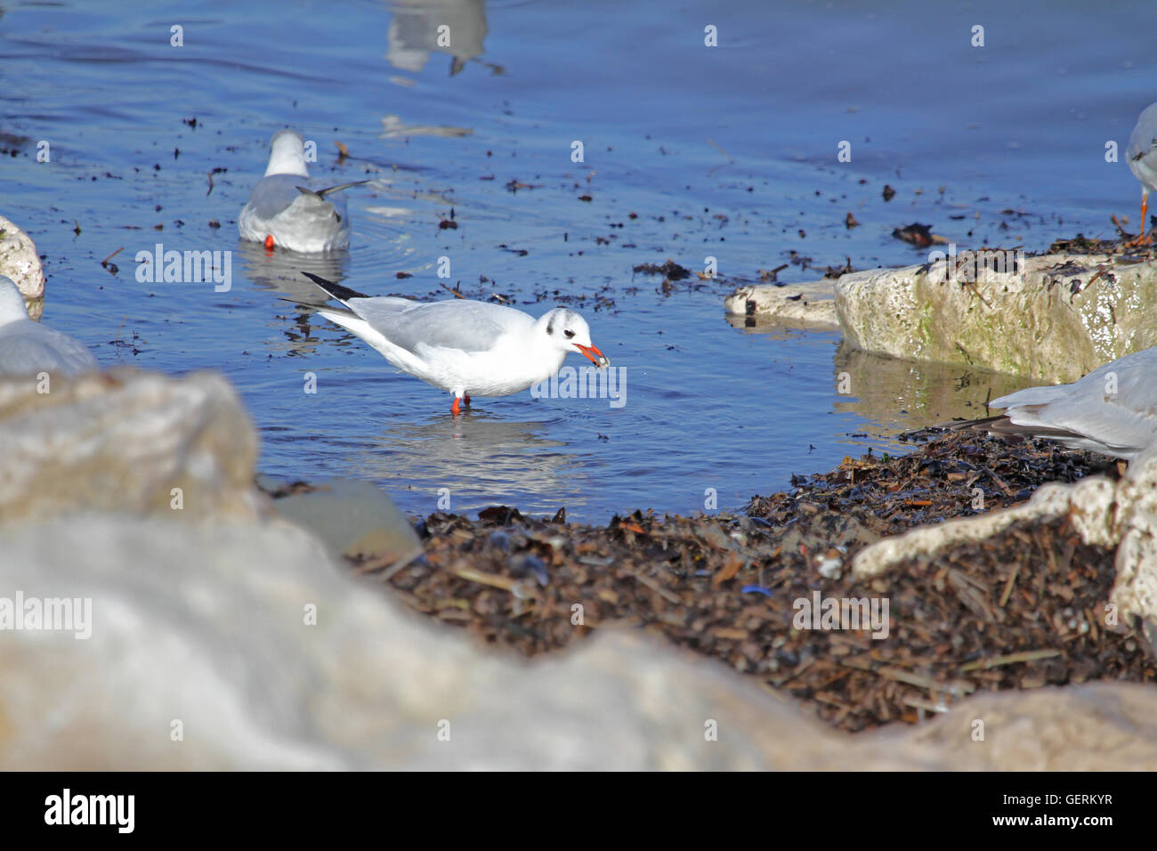 Mediterranean gull or black headed gull feeding and pulling plastic rubbish from the sea by Ruth Swan Stock Photo