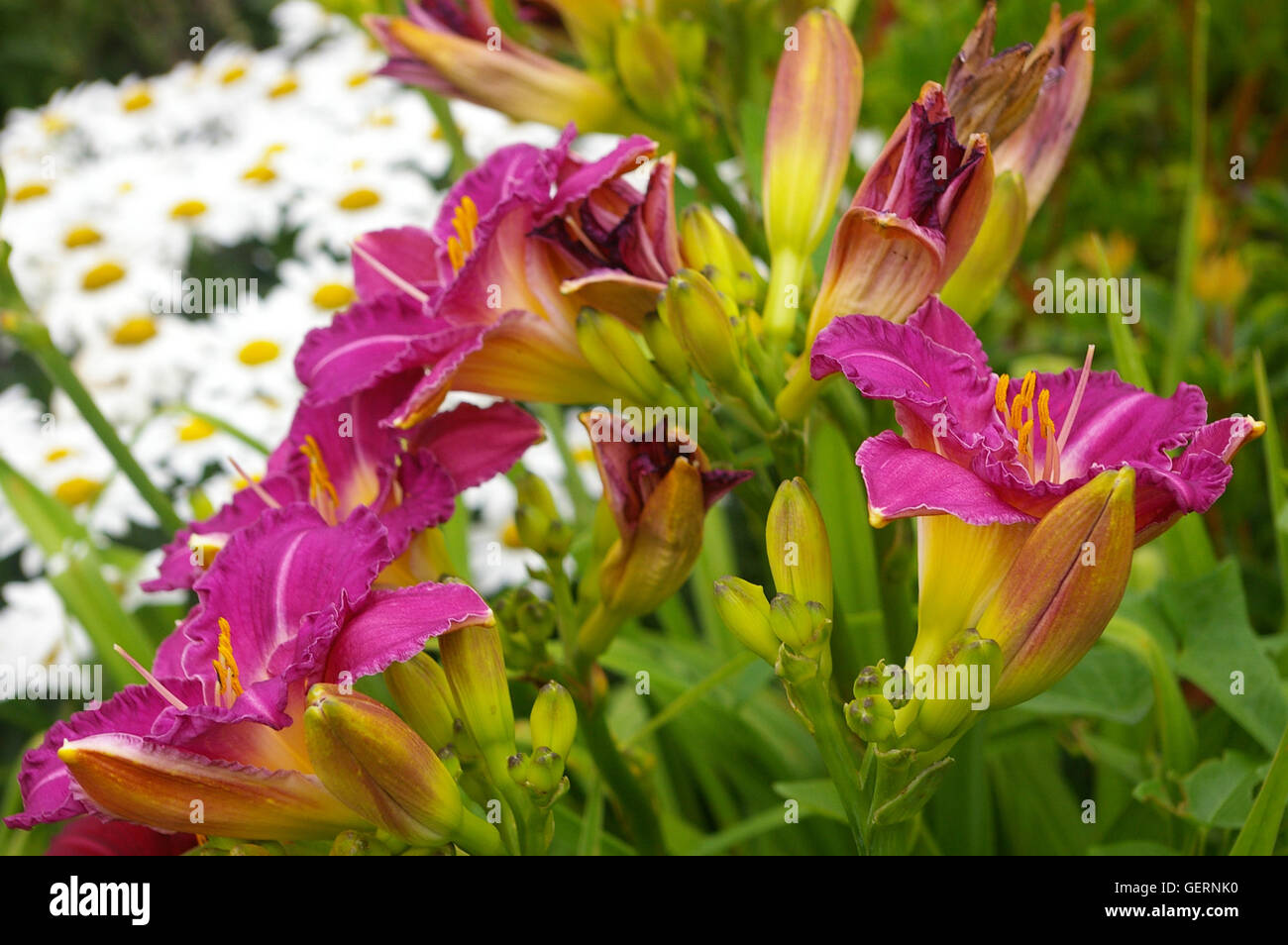 Beautiful Pink Lilies and White Daisies Stock Photo