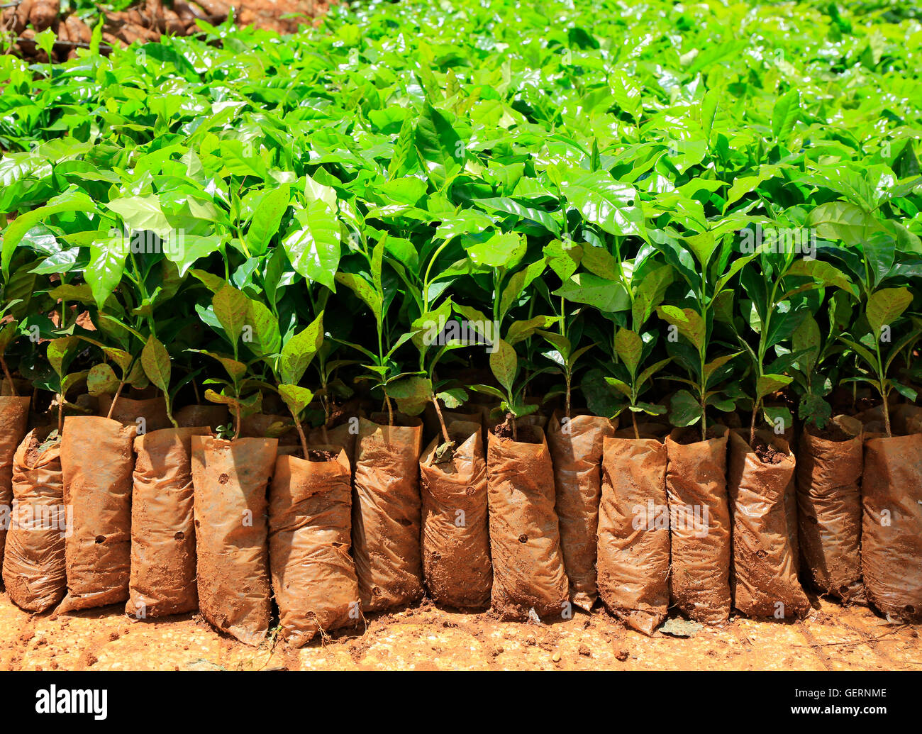 Young coffee tree nursery plantation. Stock Photo