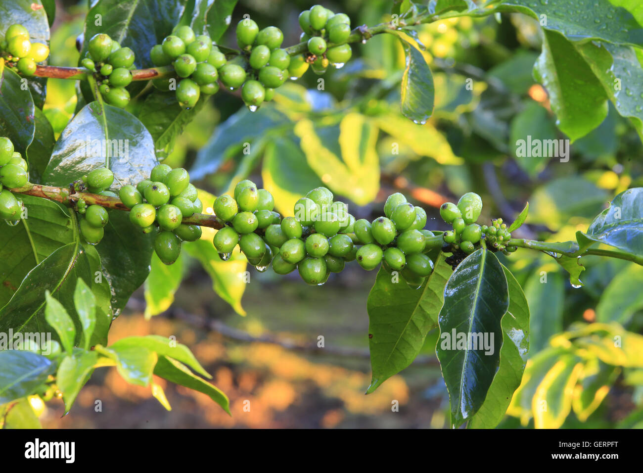 Coffee tree with coffee bean on cafe plantation Stock Photo