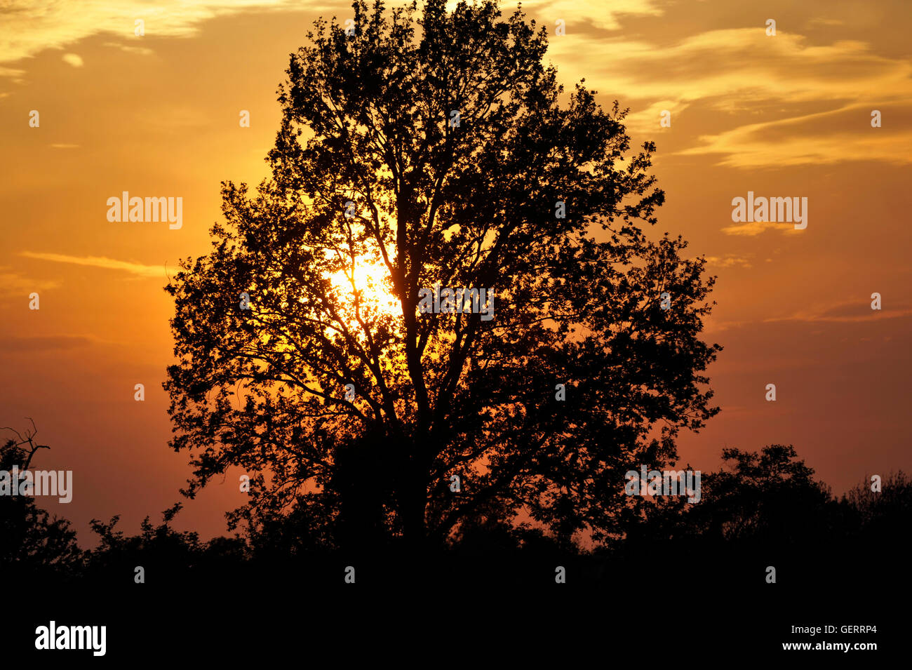 geography / travel, Austria, Burgenland, Koenigsdorf, sunset behind tree, Stock Photo