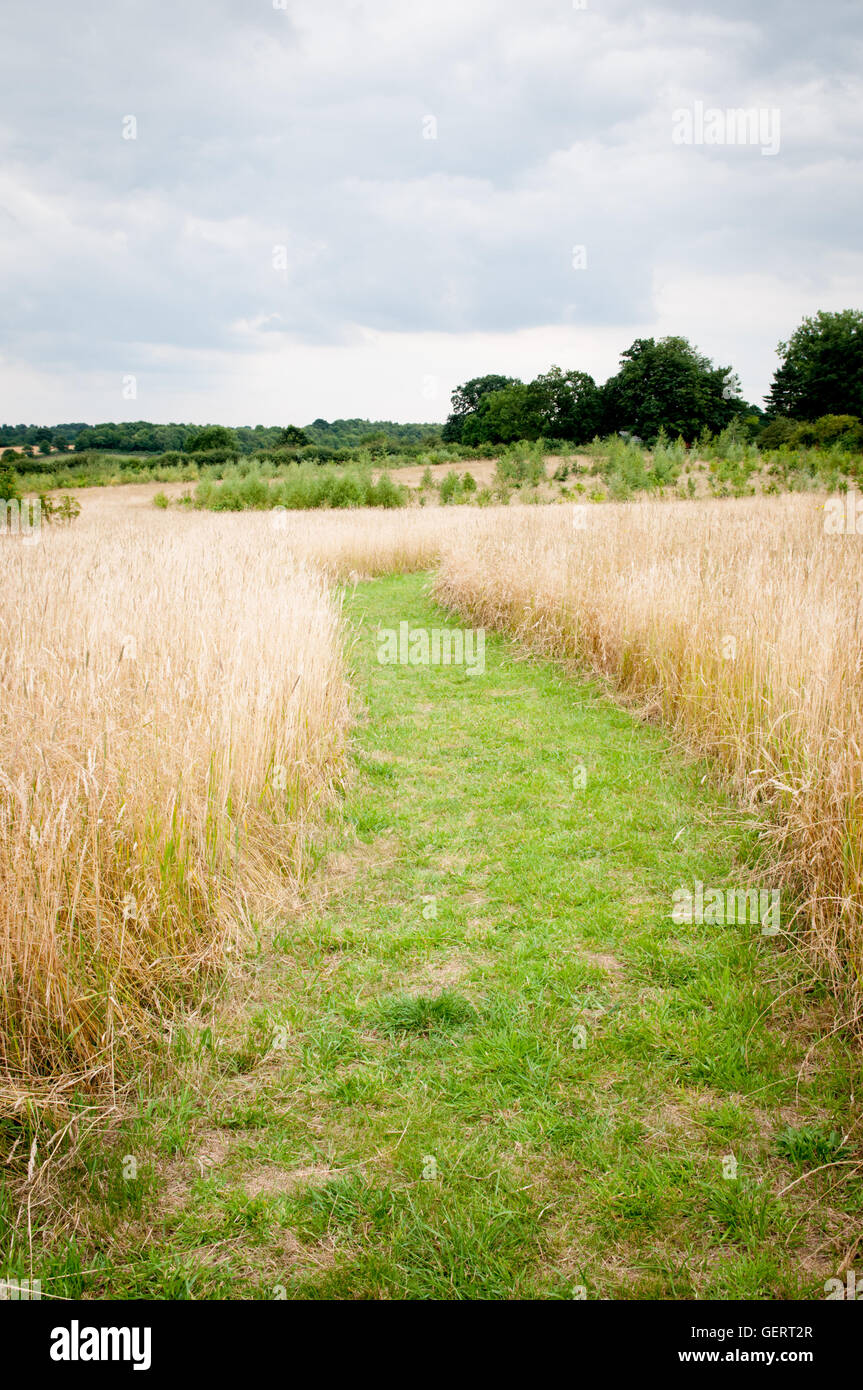 Winding path through long, tall grass in a sunny summer meadow Stock Photo