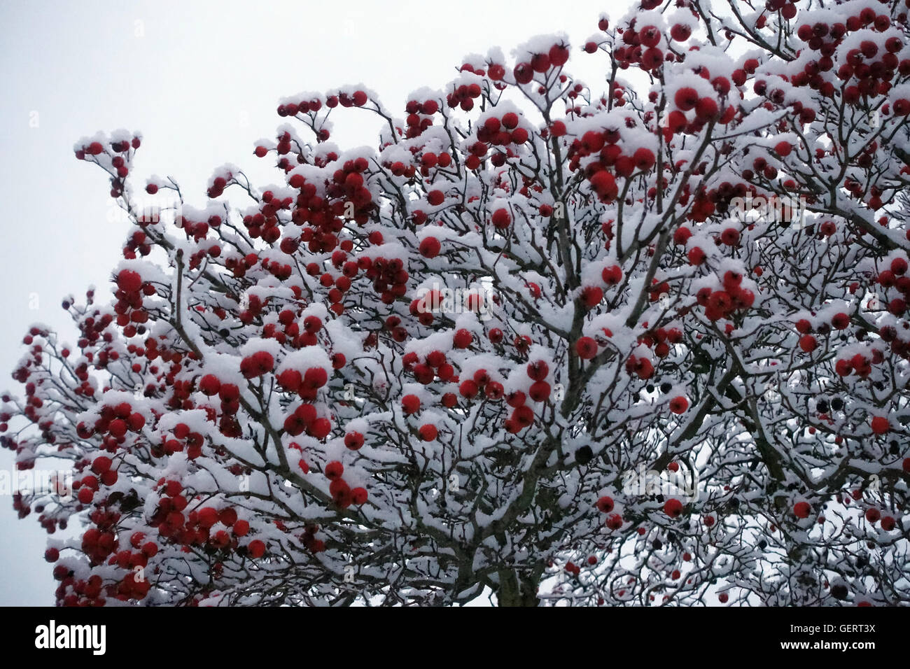 Berlin, Germany, hawthorn tree carries fruit in winter Stock Photo