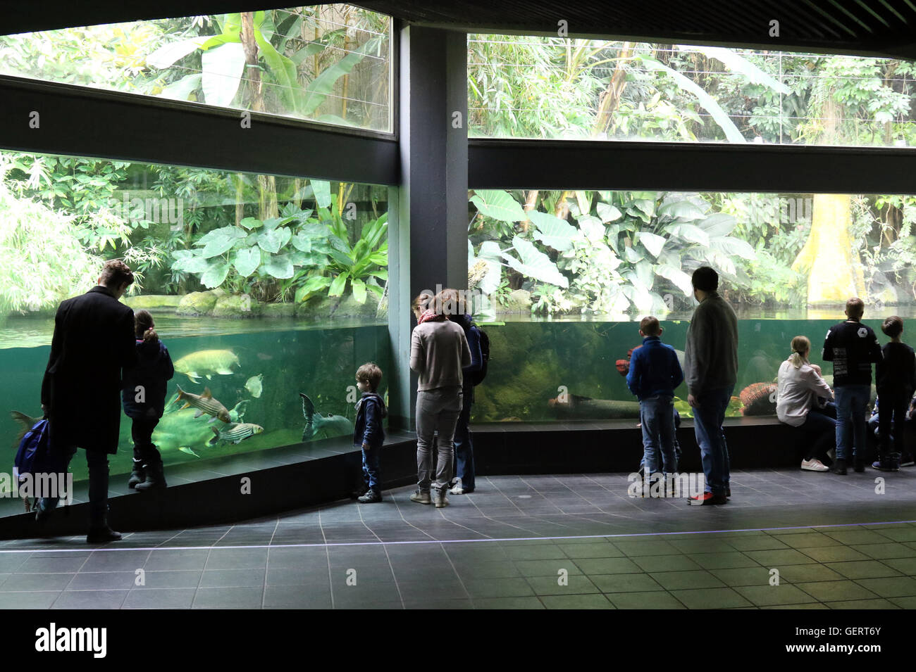 Berlin, Germany, people look at fish in an aquarium display tanks Stock