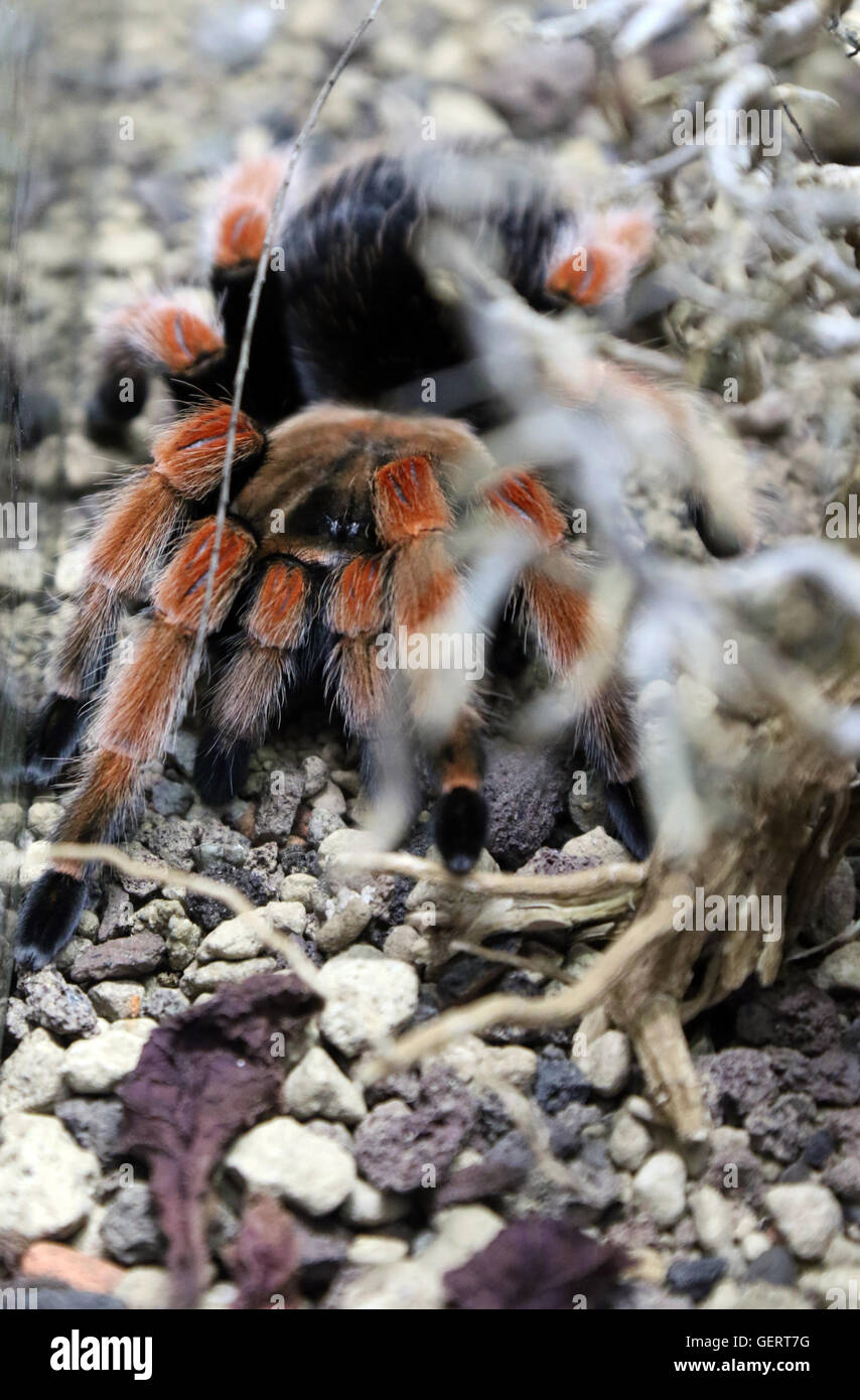 Berlin, Germany, Mexican Rotknie Tarantula Stock Photo