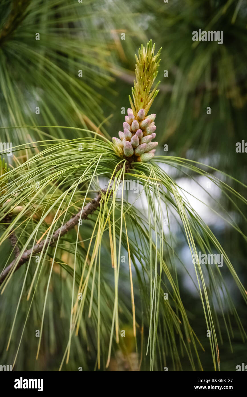 Detail of a pine tree growing in a forest in northern Nepal Stock Photo ...