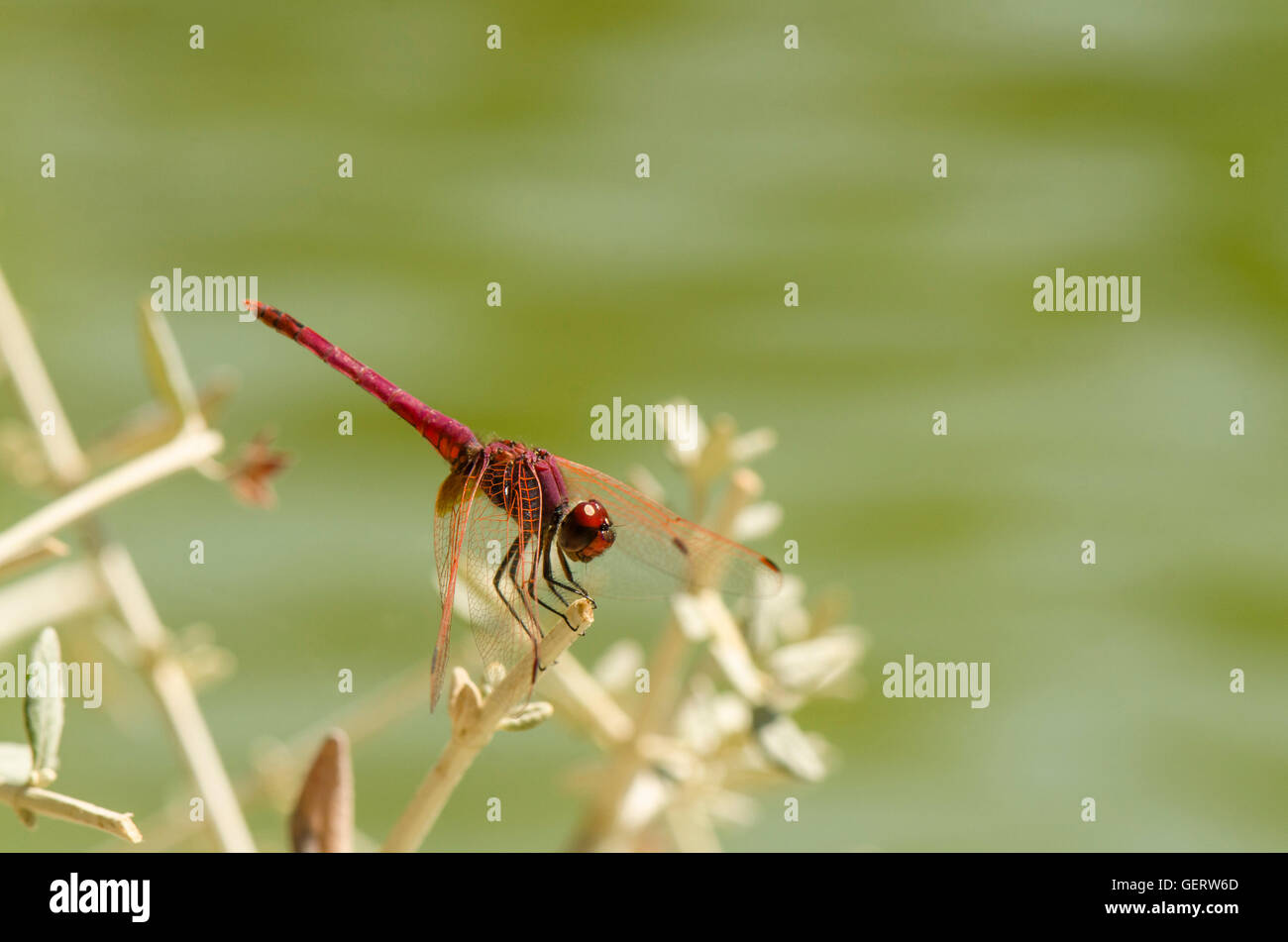 Broad scarlet, common scarlet-darter, scarlet darter, Crocothemis erythraea, dragonfly, Andalusia, Spain. Stock Photo