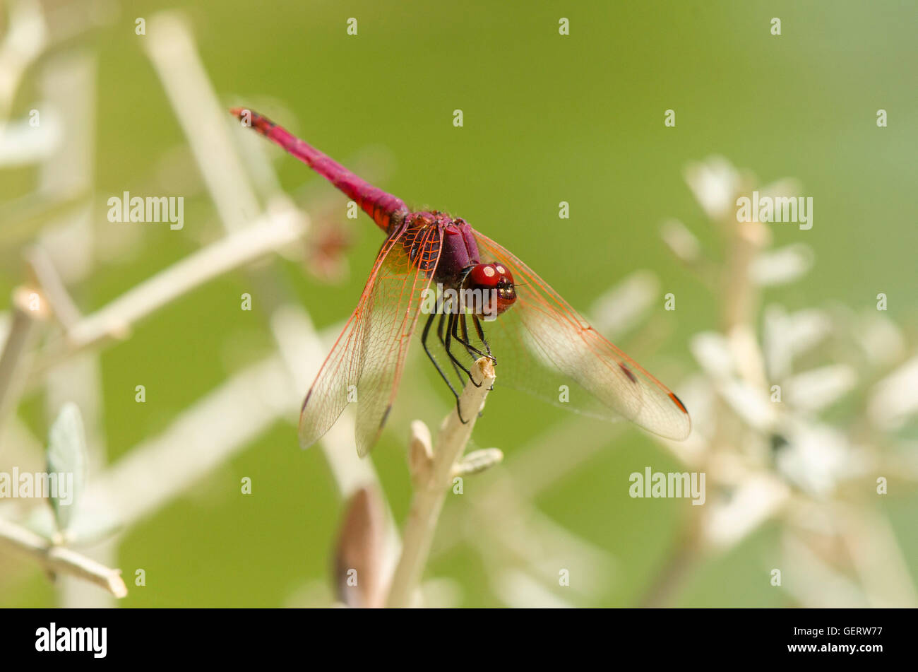 Broad scarlet, common scarlet-darter, scarlet darter, Crocothemis erythraea, dragonfly, Andalusia, Spain. Stock Photo