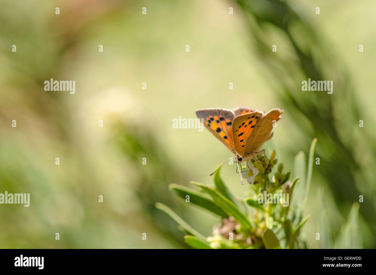 Small copper, butterfly, Lycaena phlaeas, resting, Andalusia, Spain. Stock Photo