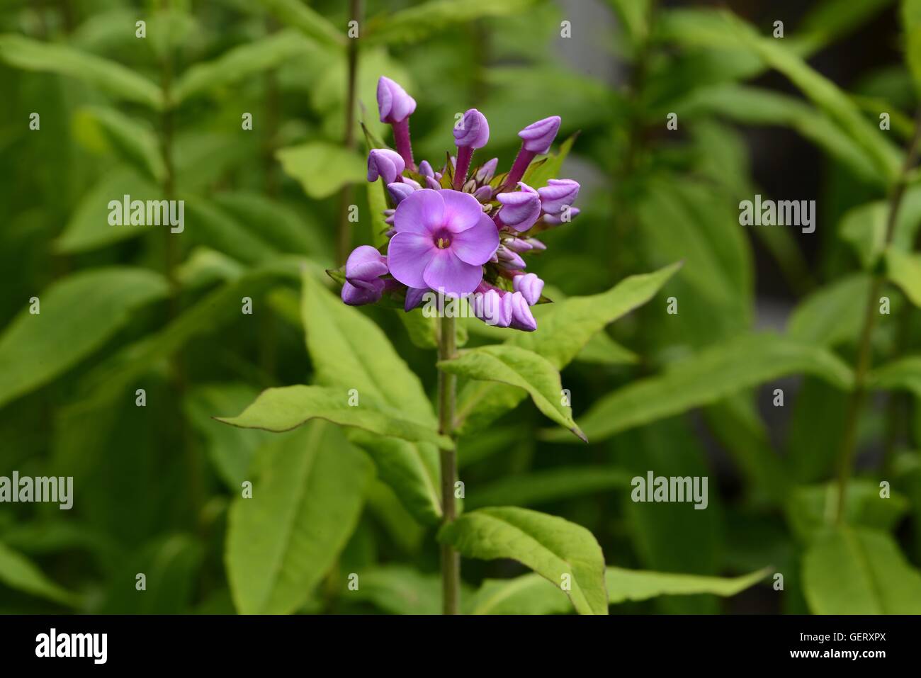 Phlox flower Stock Photo