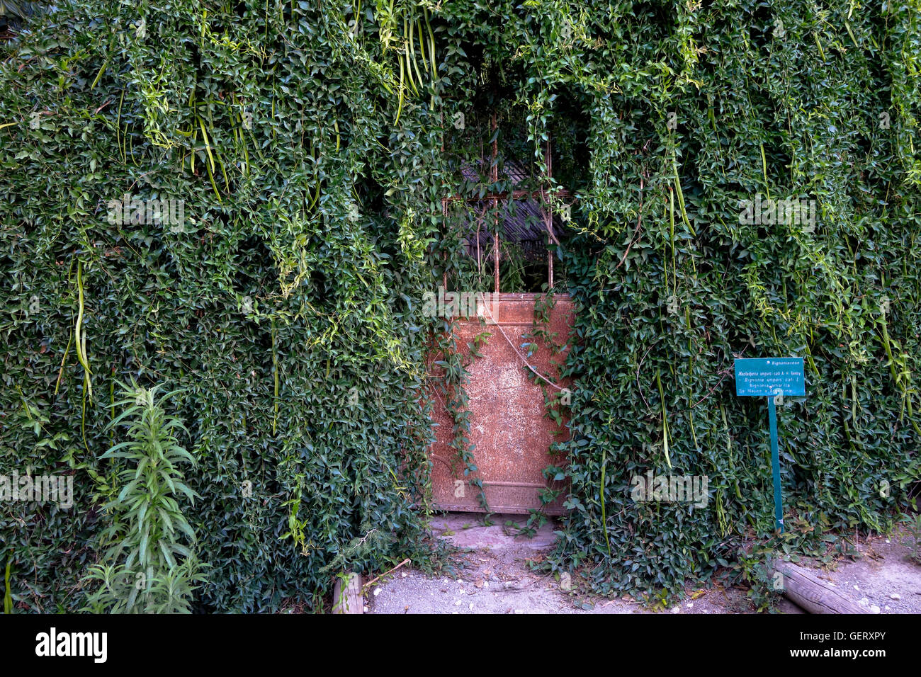 Overgrown rusty iron door of ancient green house with cats claw creeper, Botanical garden, Malaga, Andalusia. Spain. Stock Photo