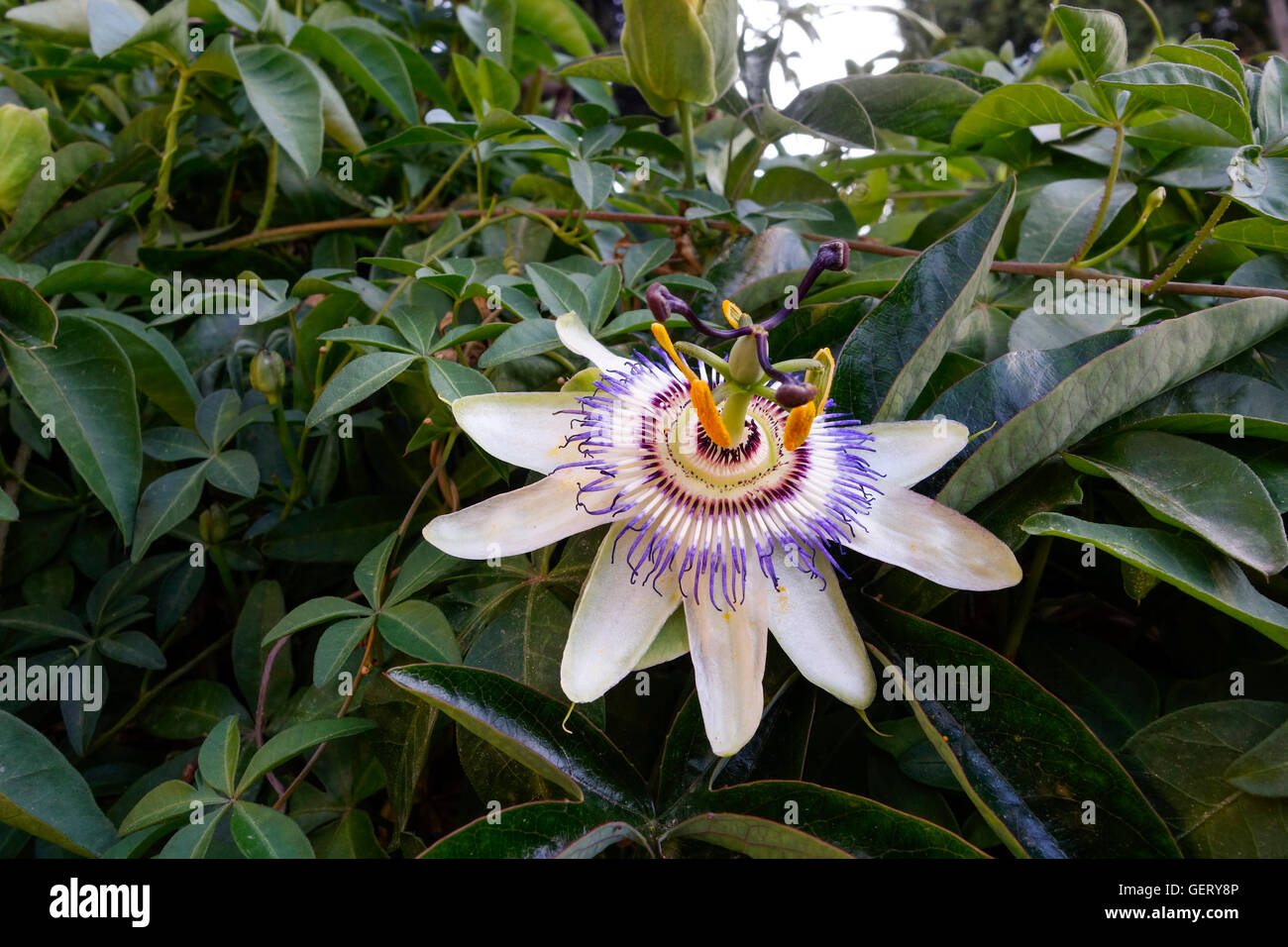 Passion flower, Passiflora incarnata, Botanical garden, Malaga, Andalusia, Spain. Stock Photo