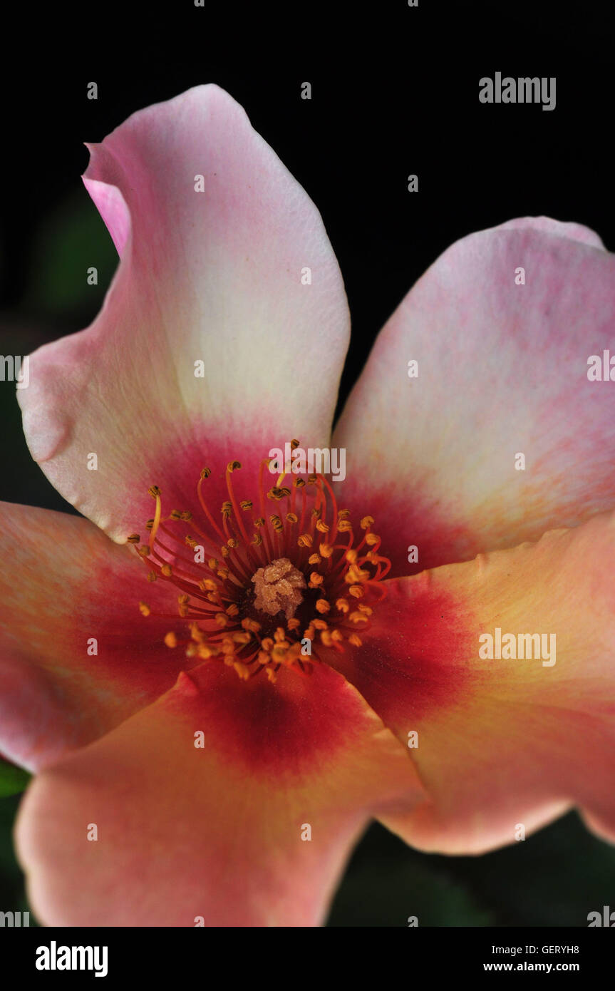 For Your Eyes Only Rose For Your Eyes Only Rose