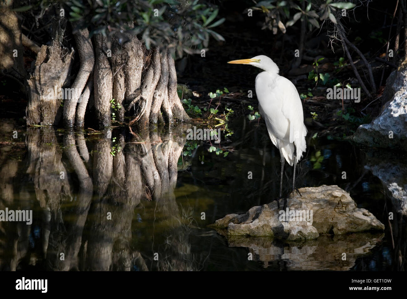 White Egret stands quietly amid a serene reflected morning scene along Tamiami Trail, Big Cypress, Florida Stock Photo