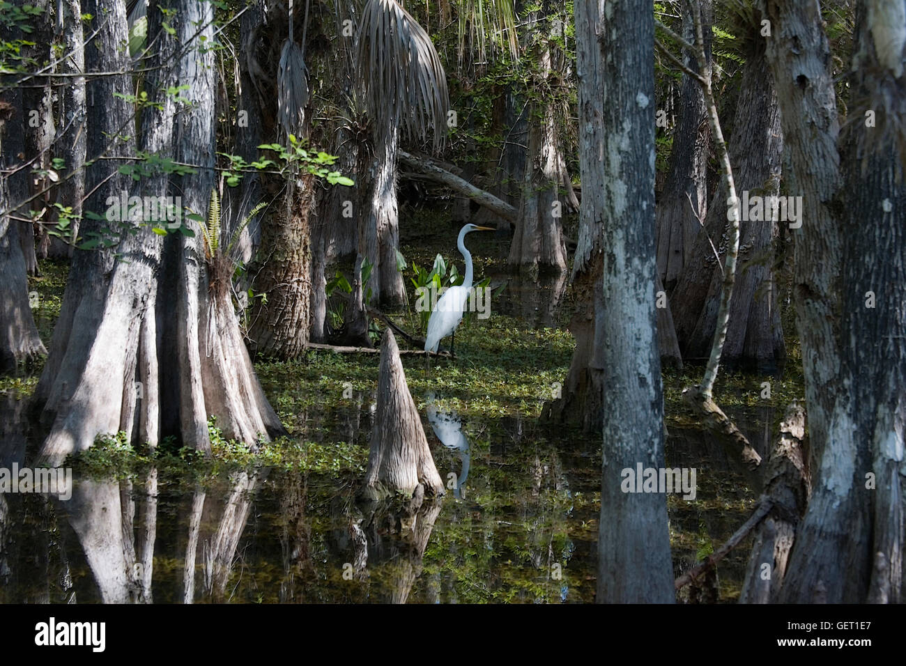 Egret strolls though morning light streaming through the cypress canopy in Florida's Big Cypress Swamp Stock Photo