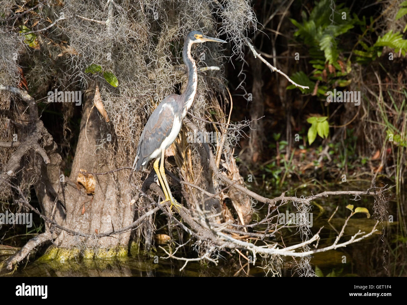 Tri-color Heron aka Louisiana Heron seems to complete the circle it makes with the branch it is perched upon. Stock Photo