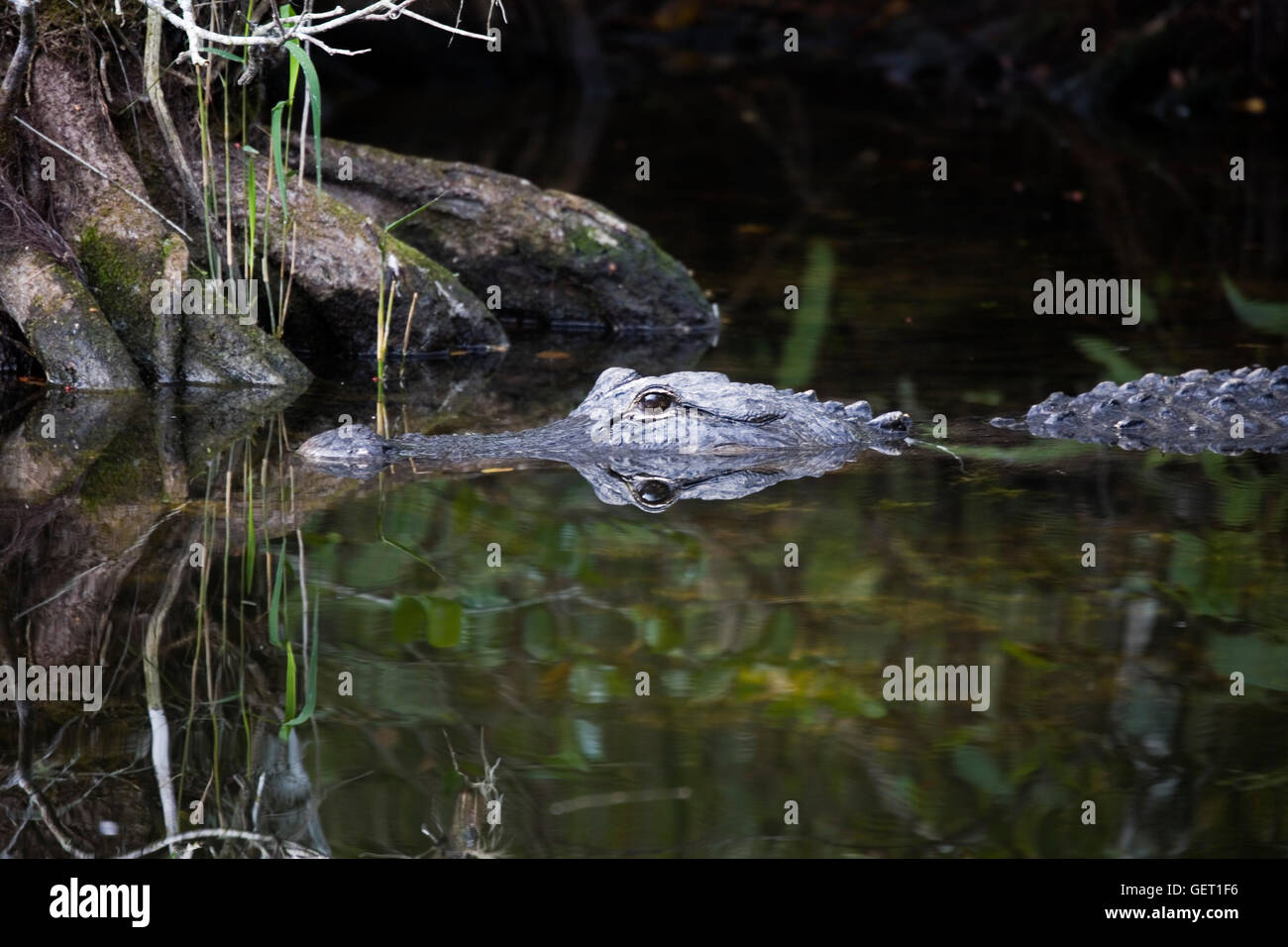 Gator seems to blend perfectly into its environment , its texture morphing into the texture of the cypress. Stock Photo