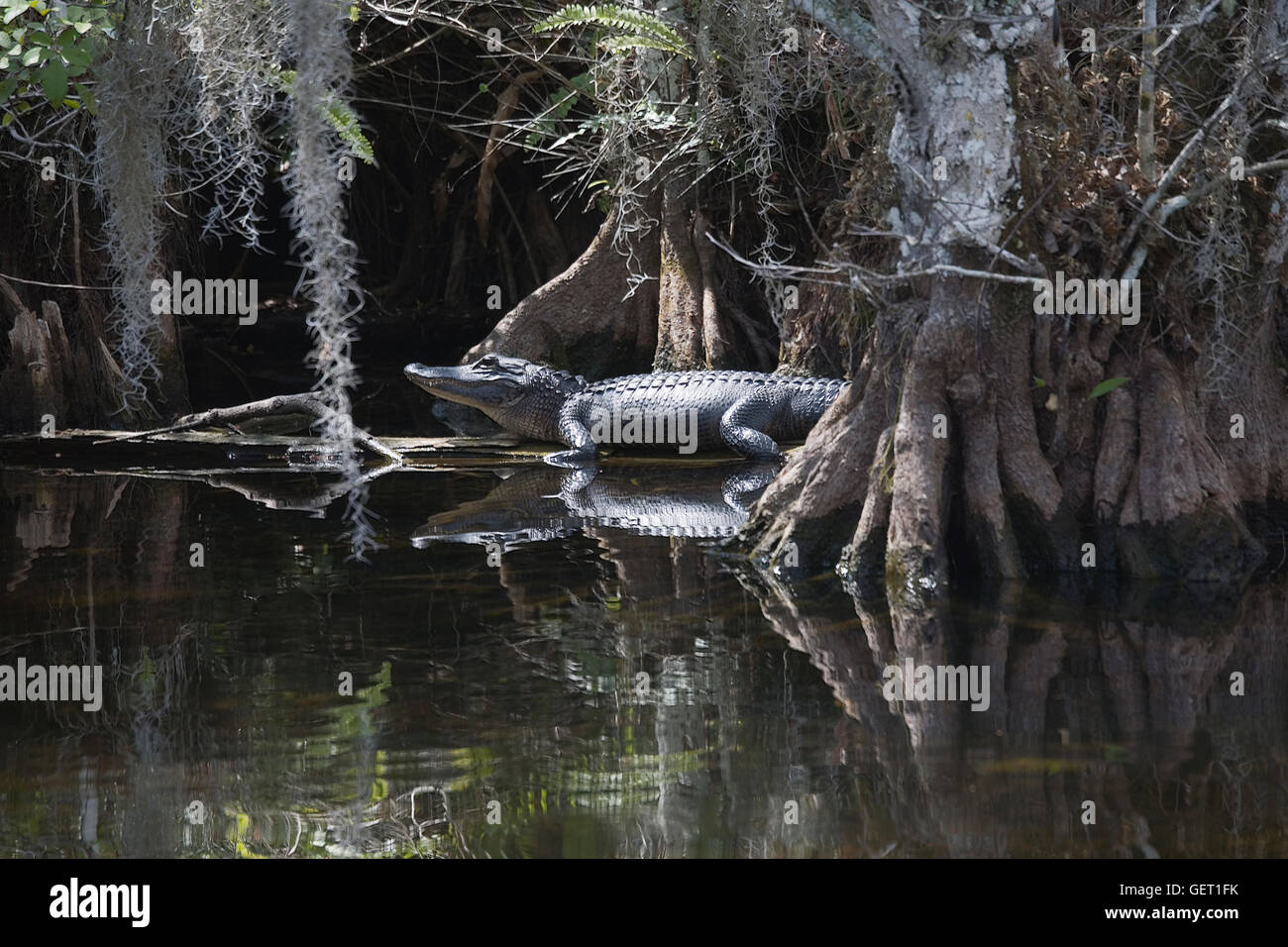 American Alligator seems lost in time as light streams through the moss draped cypress canopy. Stock Photo