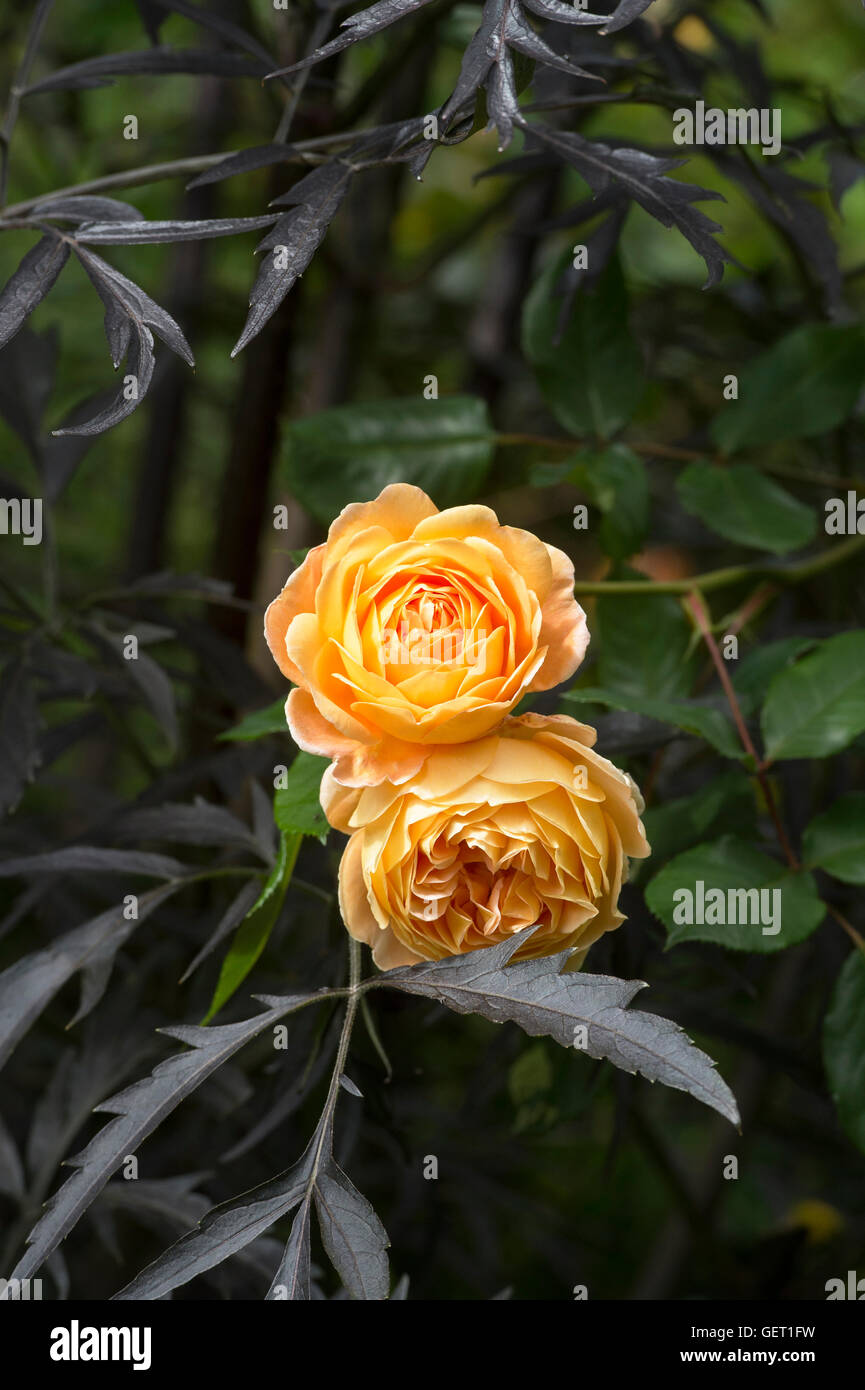 Rosa 'crown princess margarita' English Roses amongst black elder. David Austin Rose Stock Photo