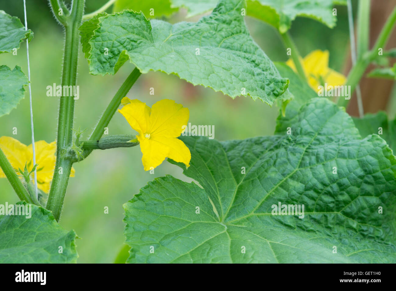 Cucumis Sativus. Cucumber flowers on the vine in a greenhouse. UK Stock Photo