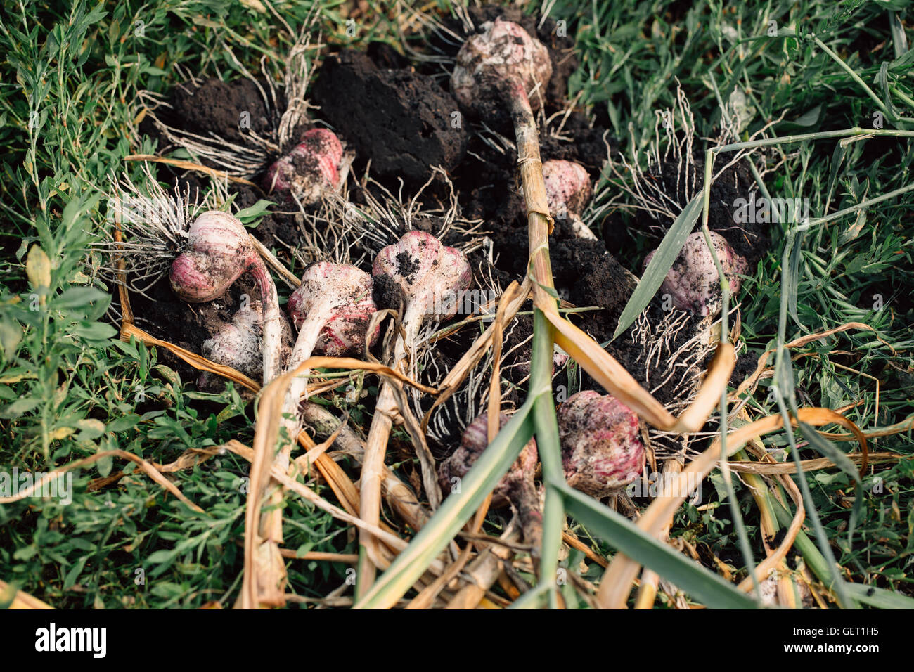 Fresh garlic with roots from the garden background Stock Photo - Alamy