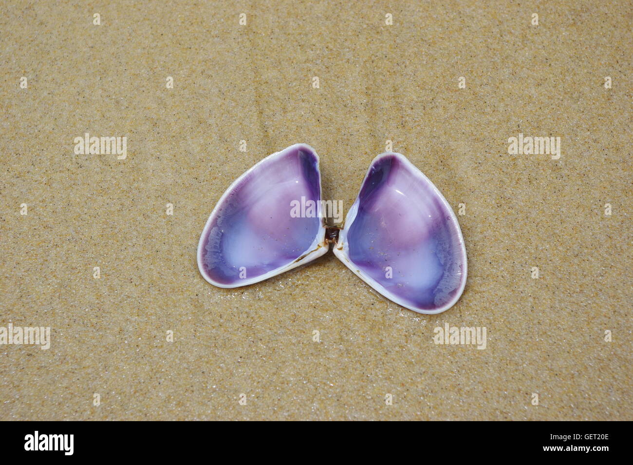 Shell life hi-res stock photography and images - Alamy
