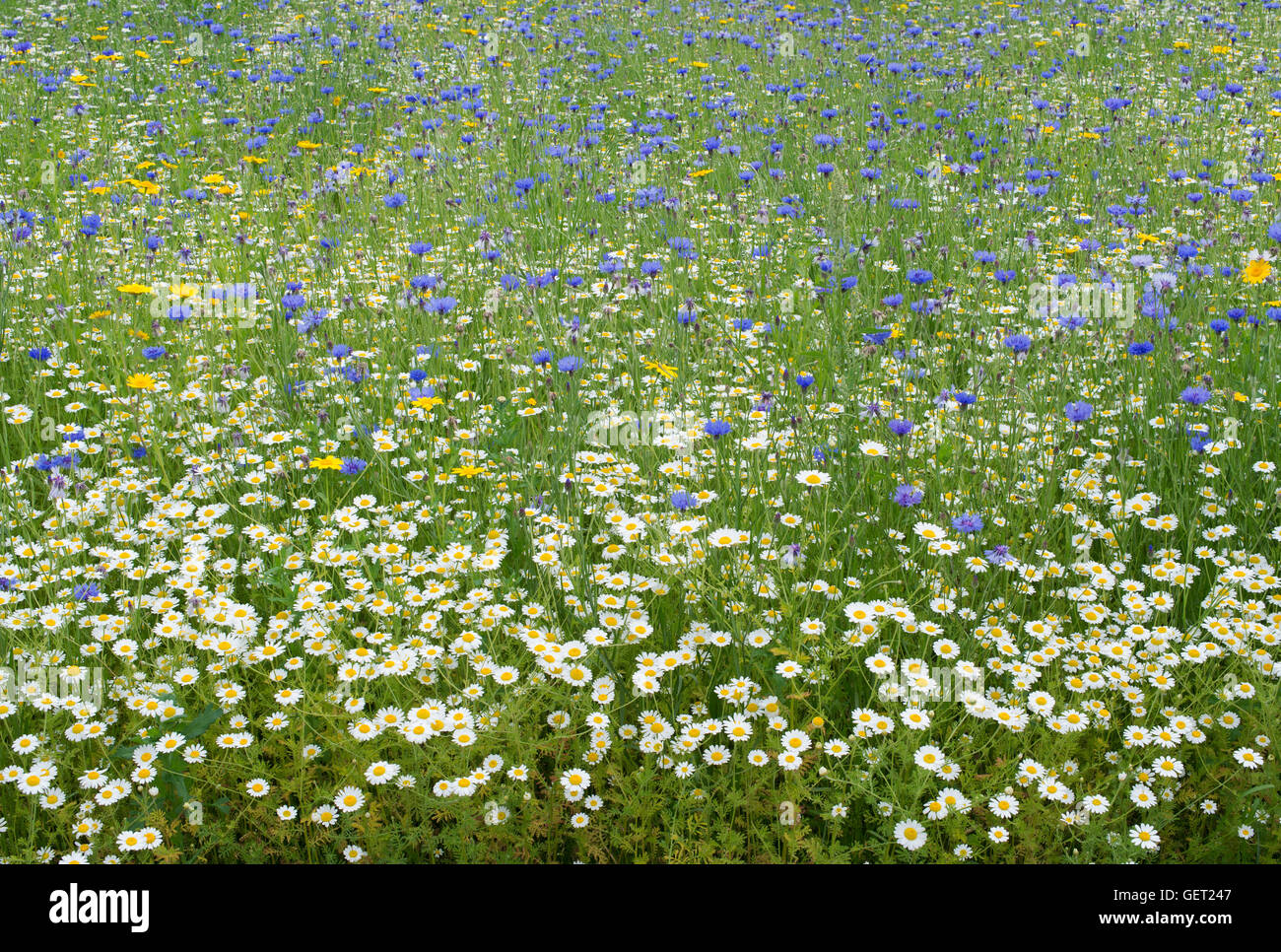 English Wildflower meadow Stock Photo