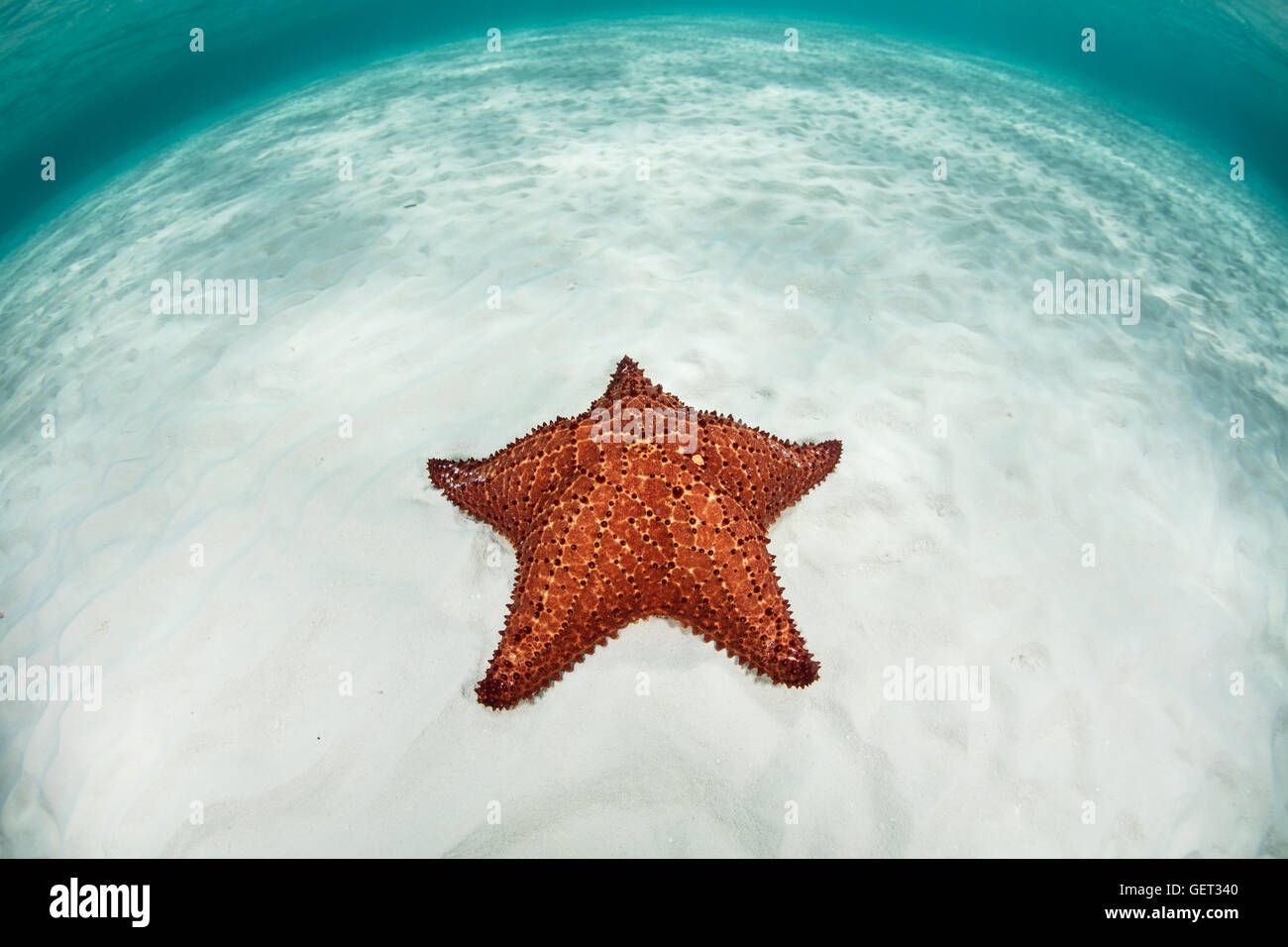 A colorful West Indian sea star (Oreaster reticulatus) lays on the shallow, sandy seafloor of the Caribbean Sea. Stock Photo