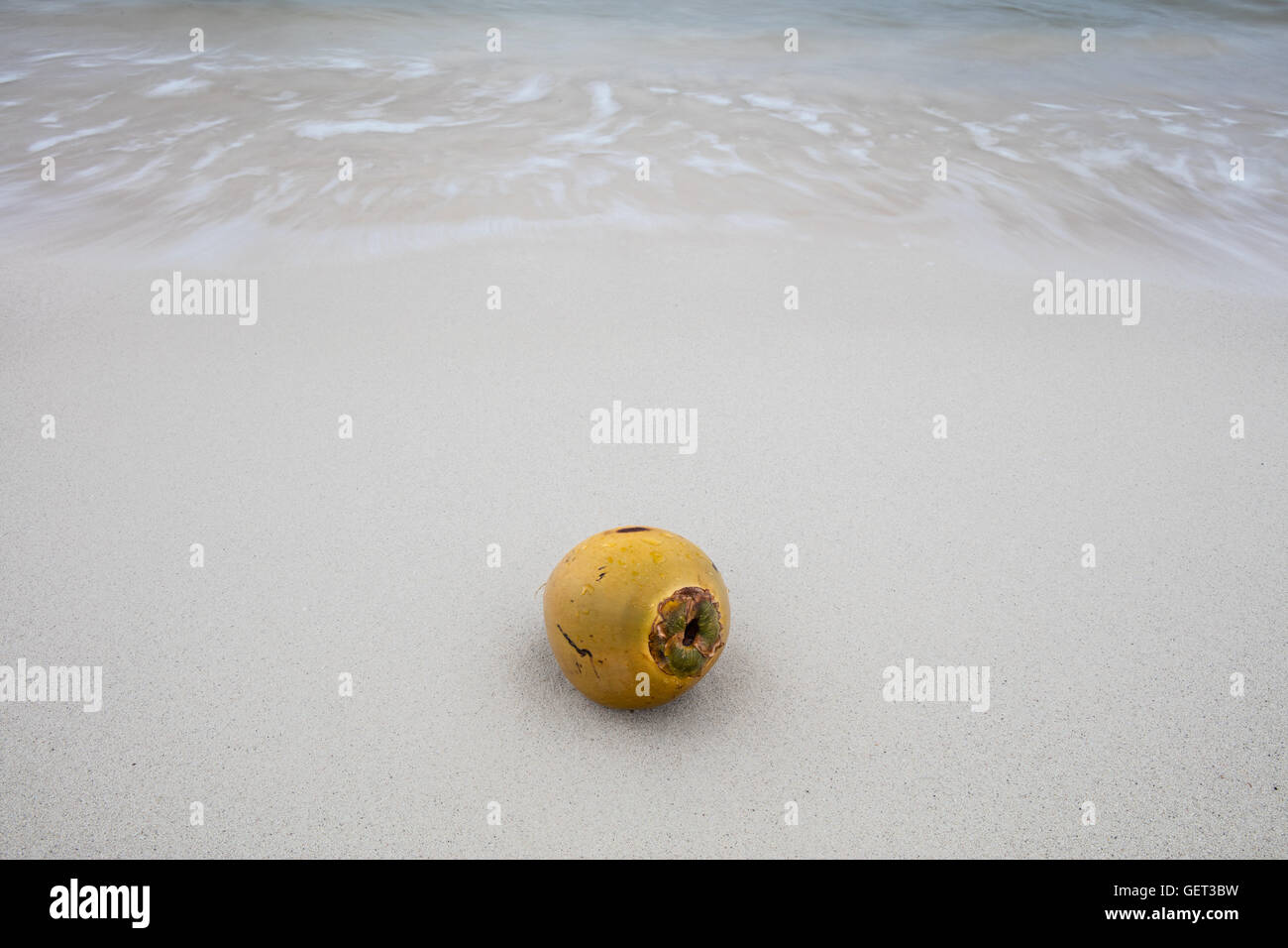 A coconut has washed ashore on a remote beach in the Caribbean Sea
