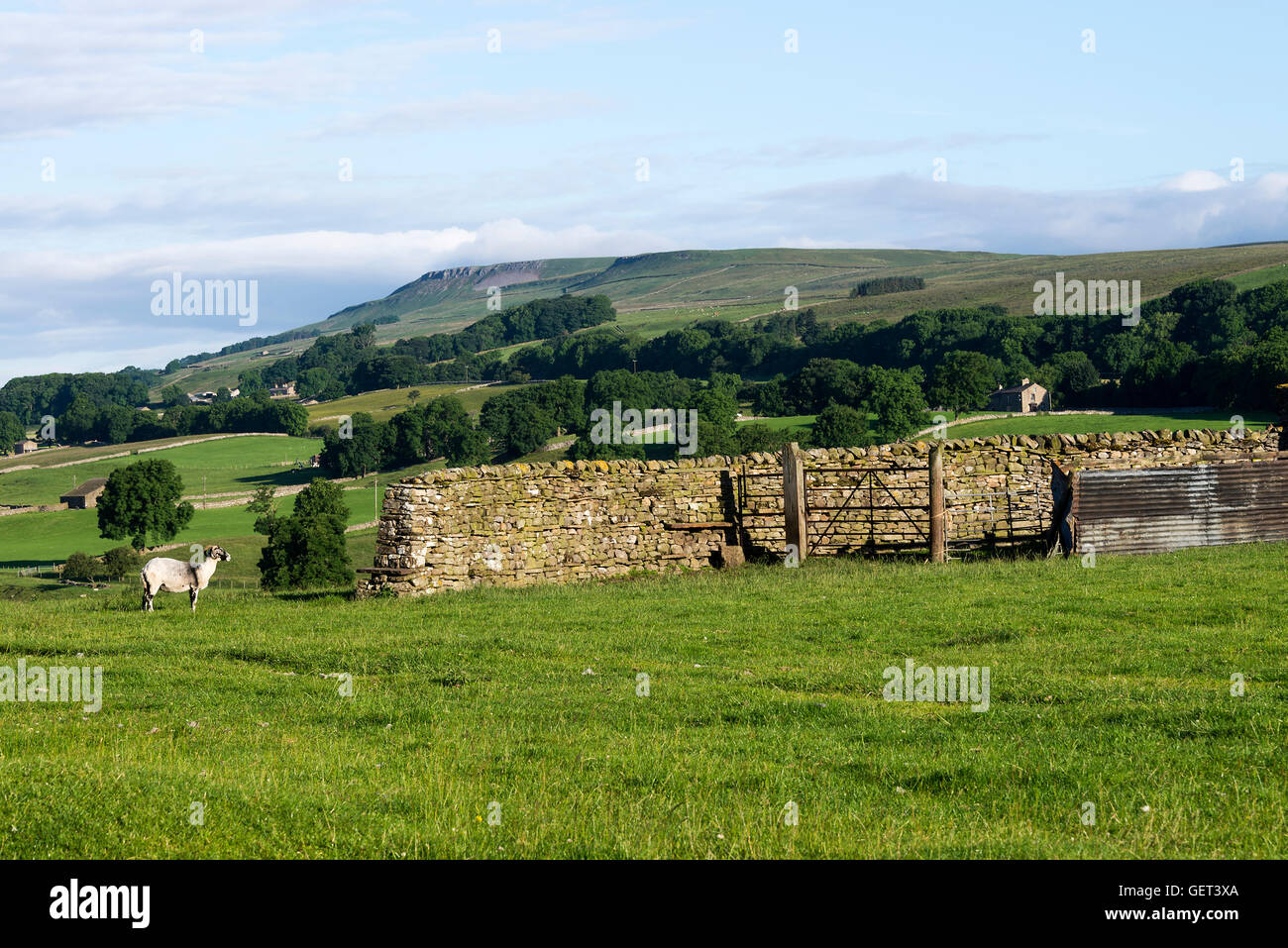 Sheep Resting and Grazing in Fields with Pike Hill and Stags Fell near Bainbridge Yorkshire Dales National Park England United Kingdom UK Stock Photo