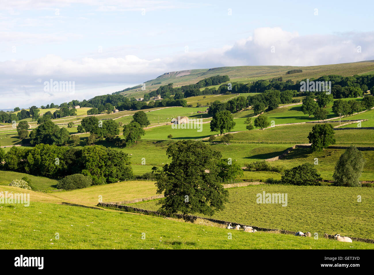 Sheep Resting and Grazing in Fields with Pike Hill and Stags Fell near Bainbridge Yorkshire Dales National Park England United Kingdom UK Stock Photo